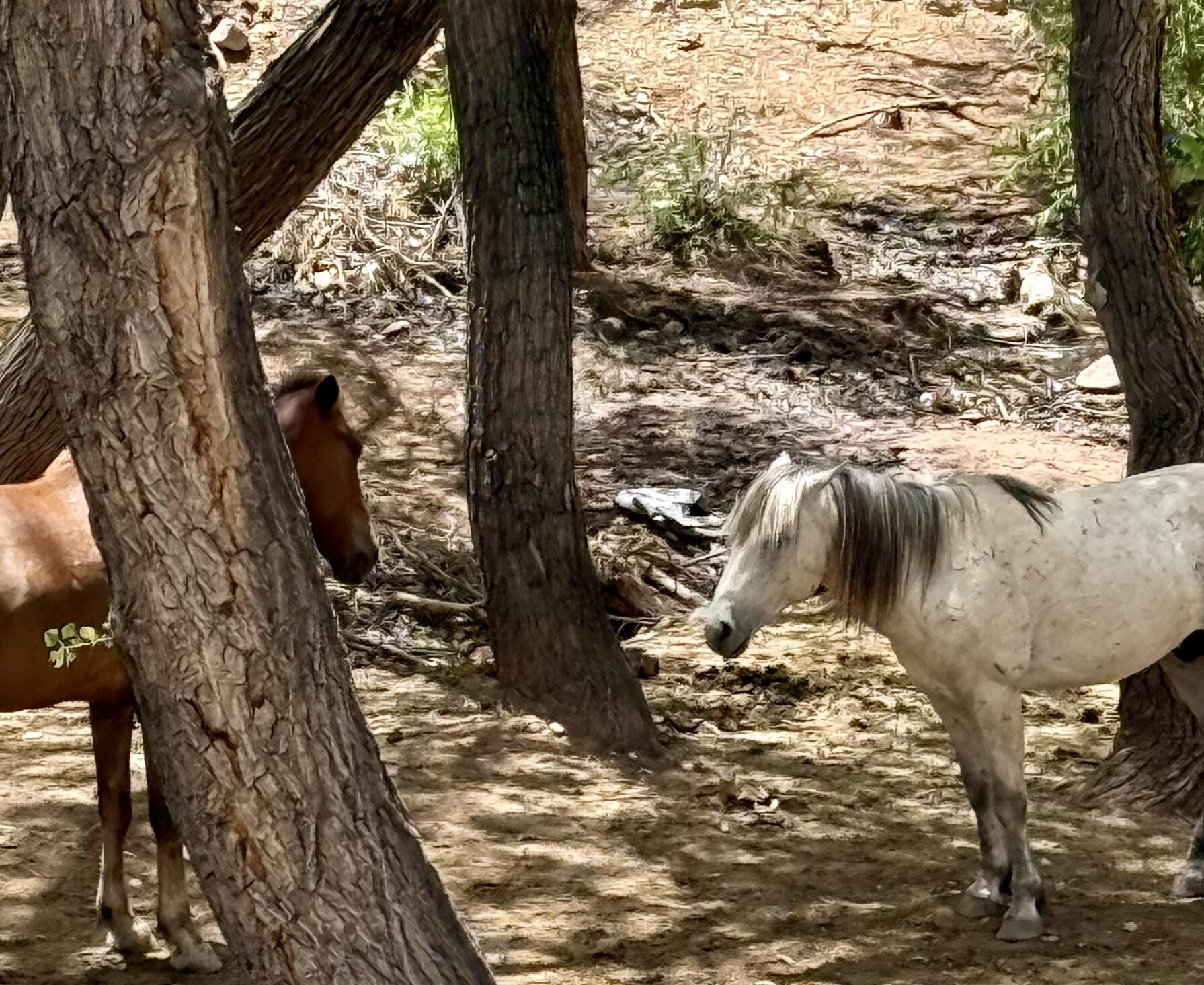 Photo 6 — 11 Tres Amigos Road