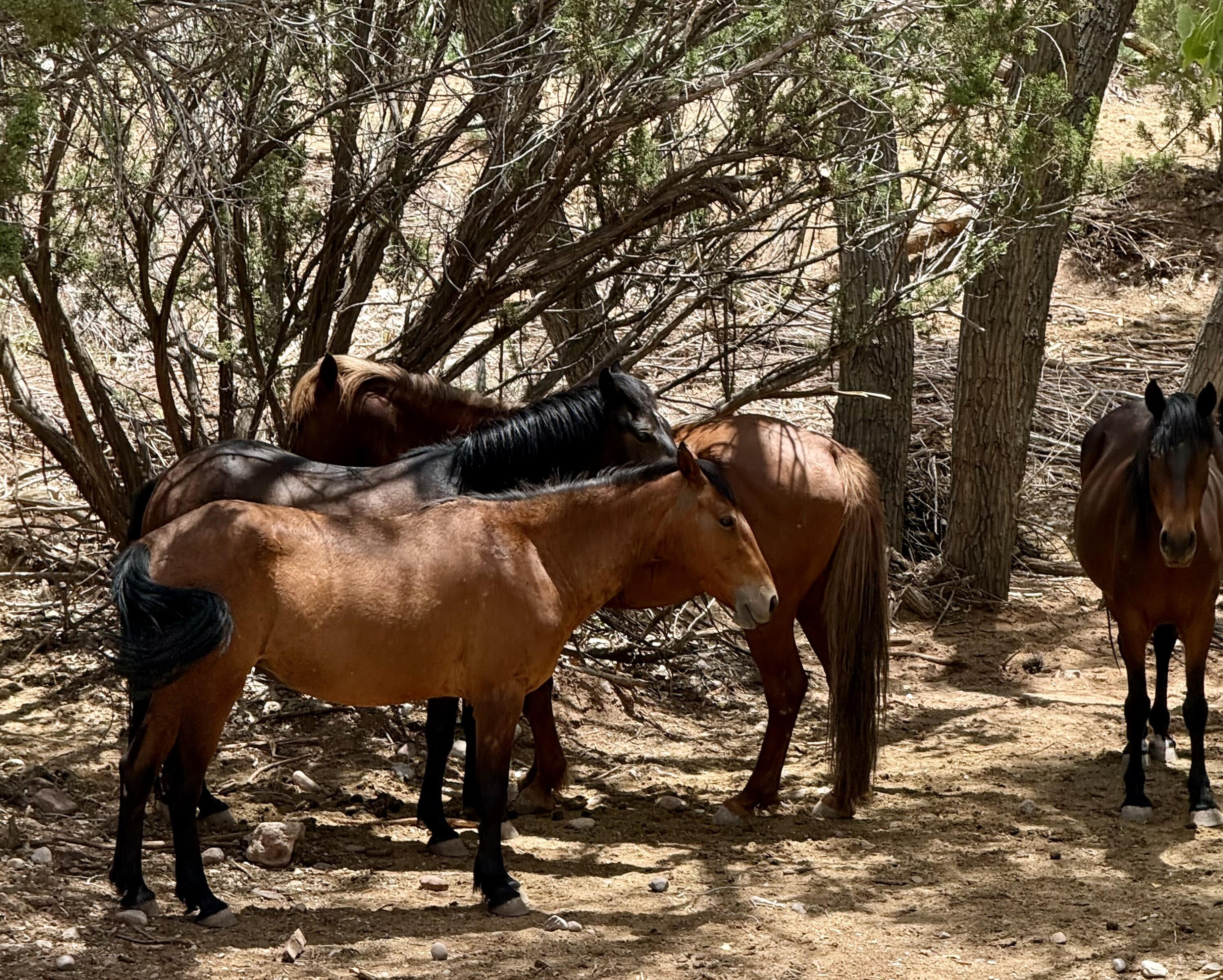 Photo 5 — 11 Tres Amigos Road