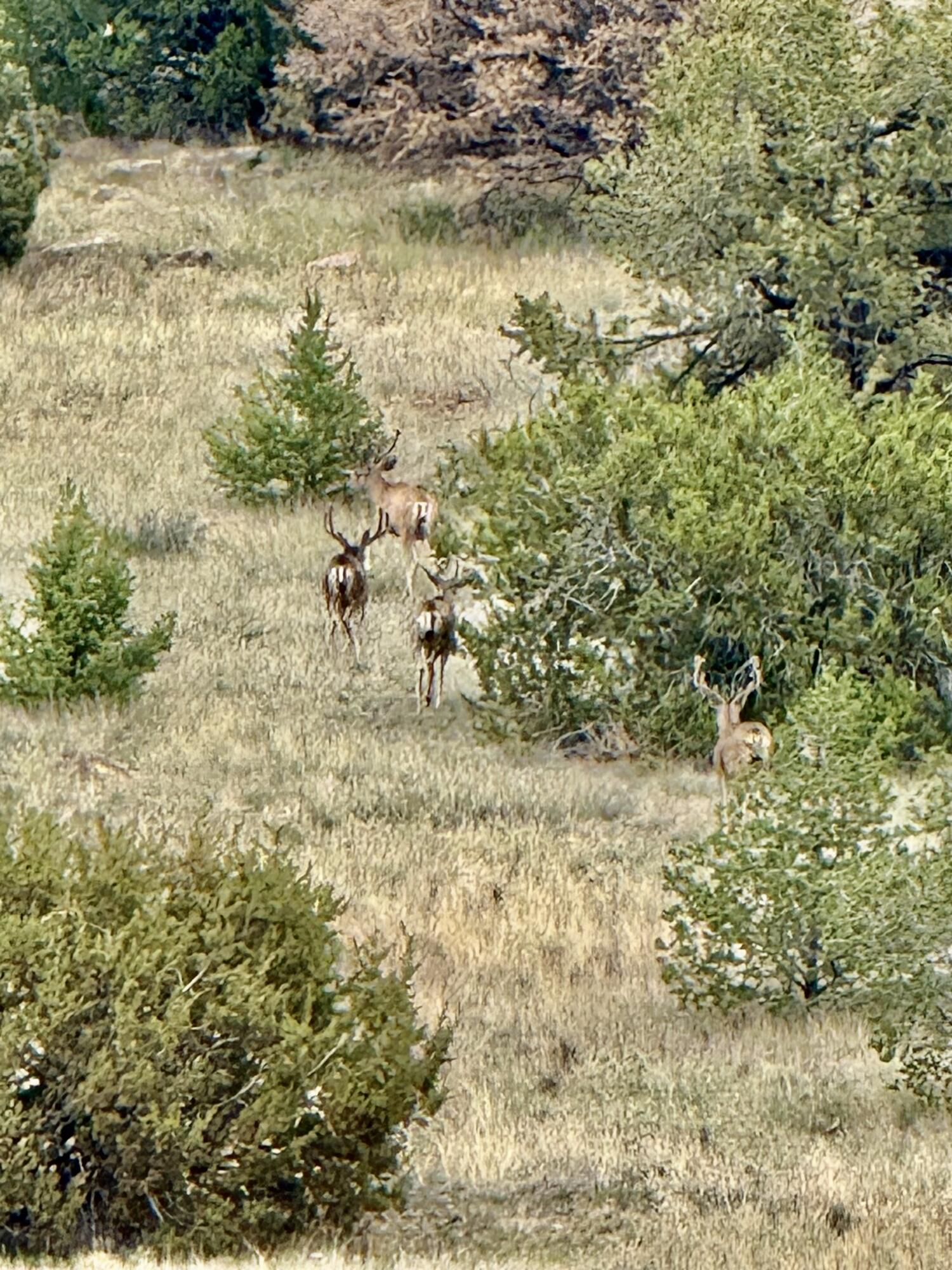 Photo 8 — 132 Dark Canyon Road