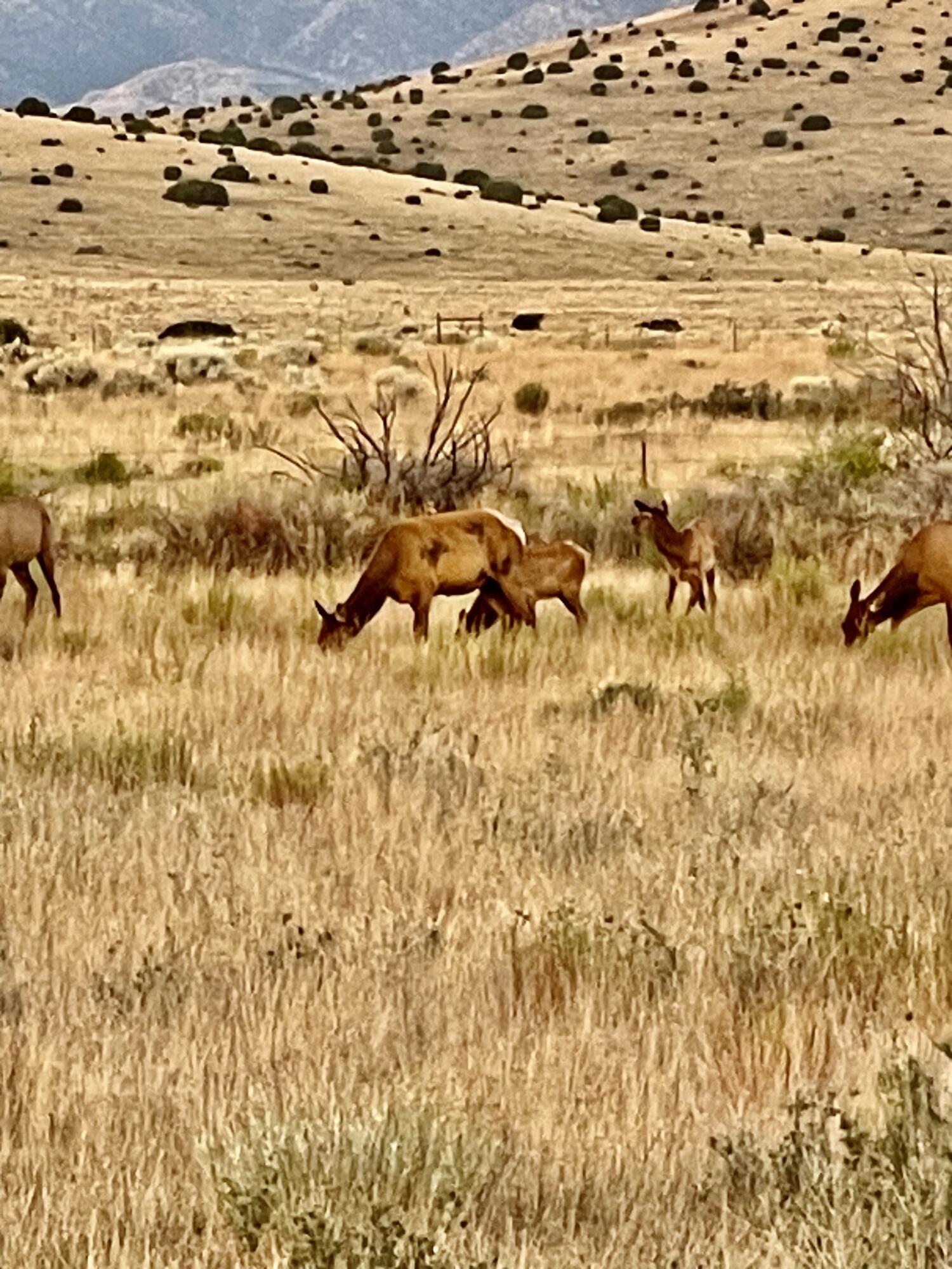 Photo 5 — 132 Dark Canyon Road