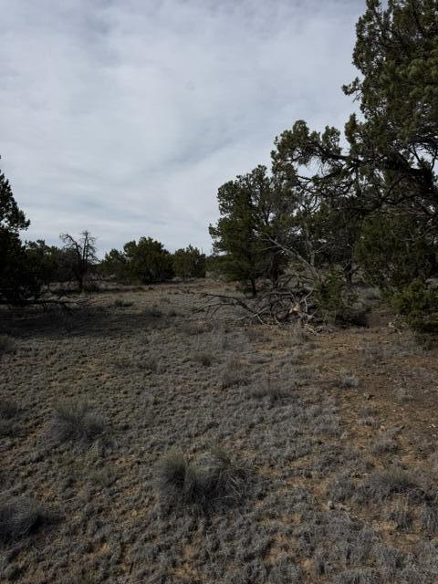Photo 17 — 113 Rockhouse Road