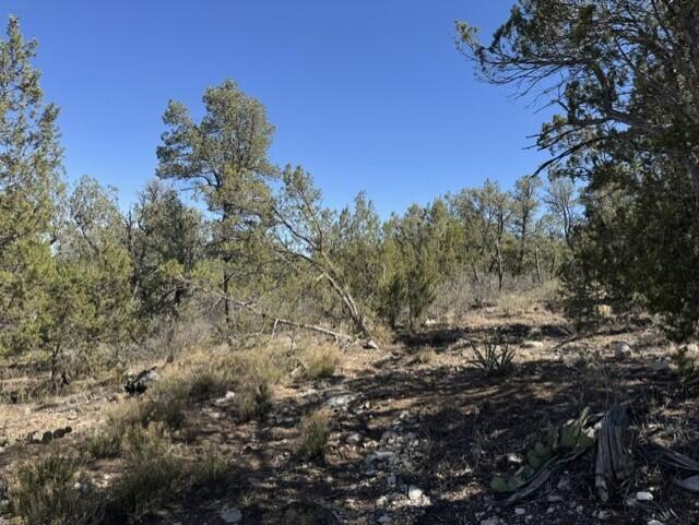 Photo 4 —  Fire Break Road
