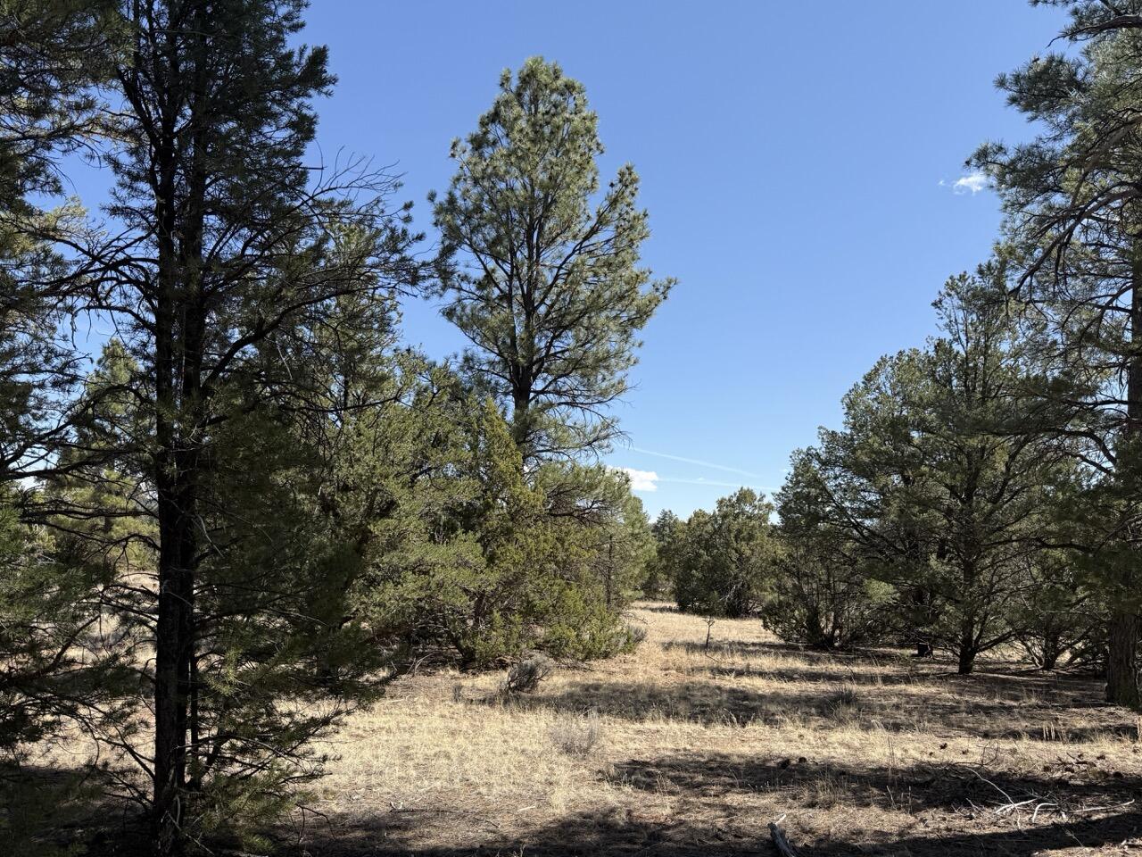 Photo 4 — 823 Timberlake Road
