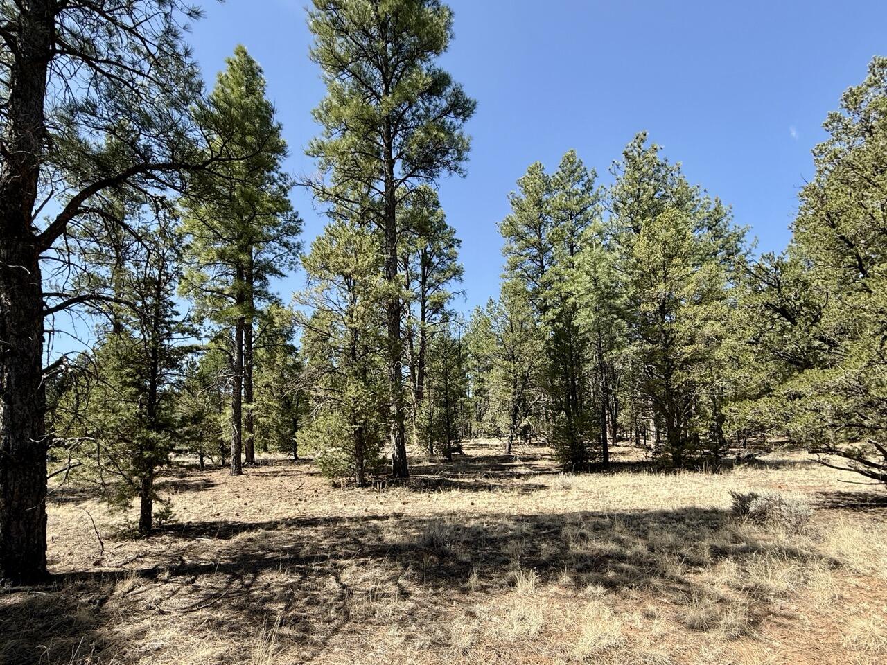 Photo 5 — 823 Timberlake Road