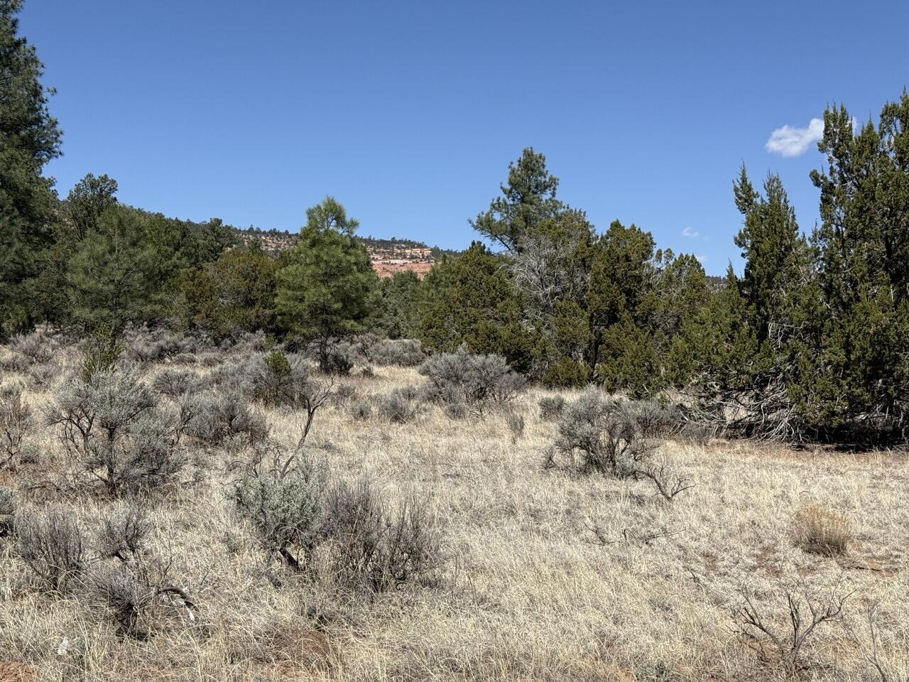 Photo 6 — 823 Timberlake Road
