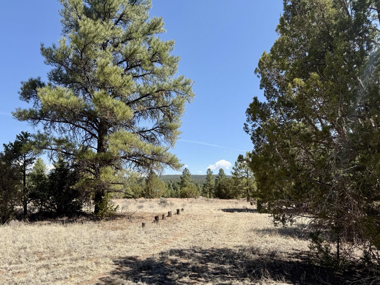 Photo 8 — 823 Timberlake Road