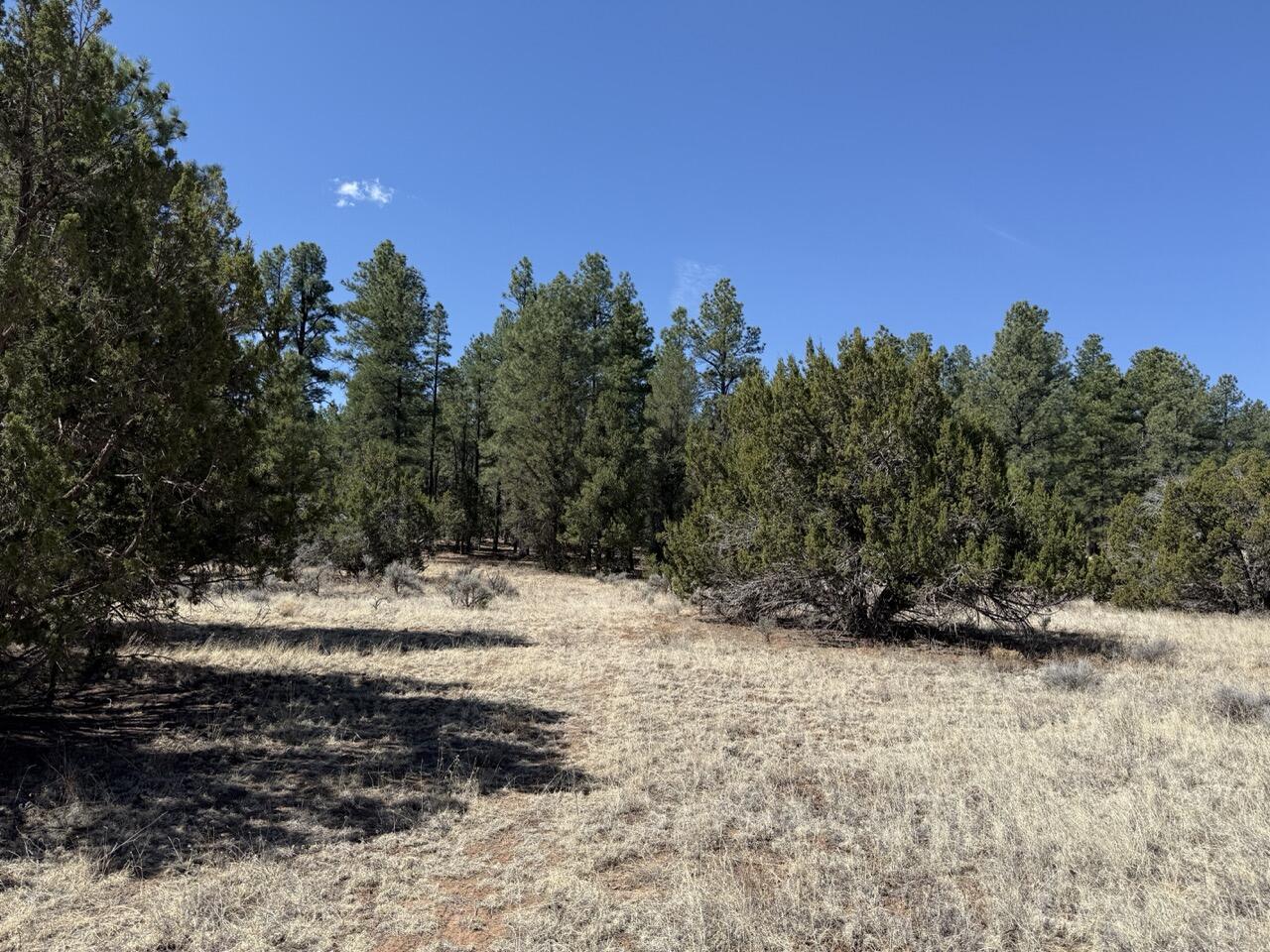Photo 10 — 823 Timberlake Road