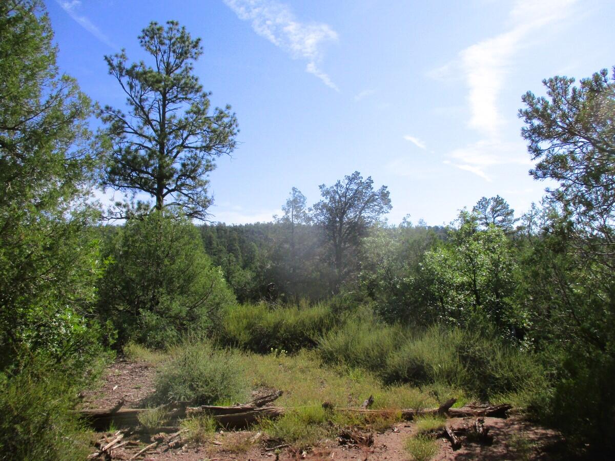 Photo 20 — Lots 5 & 6 Black Bear Road