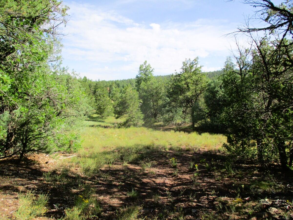 Photo 19 — Lots 5 & 6 Black Bear Road
