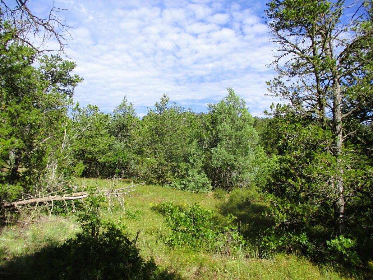 Photo 18 — Lots 5 & 6 Black Bear Road