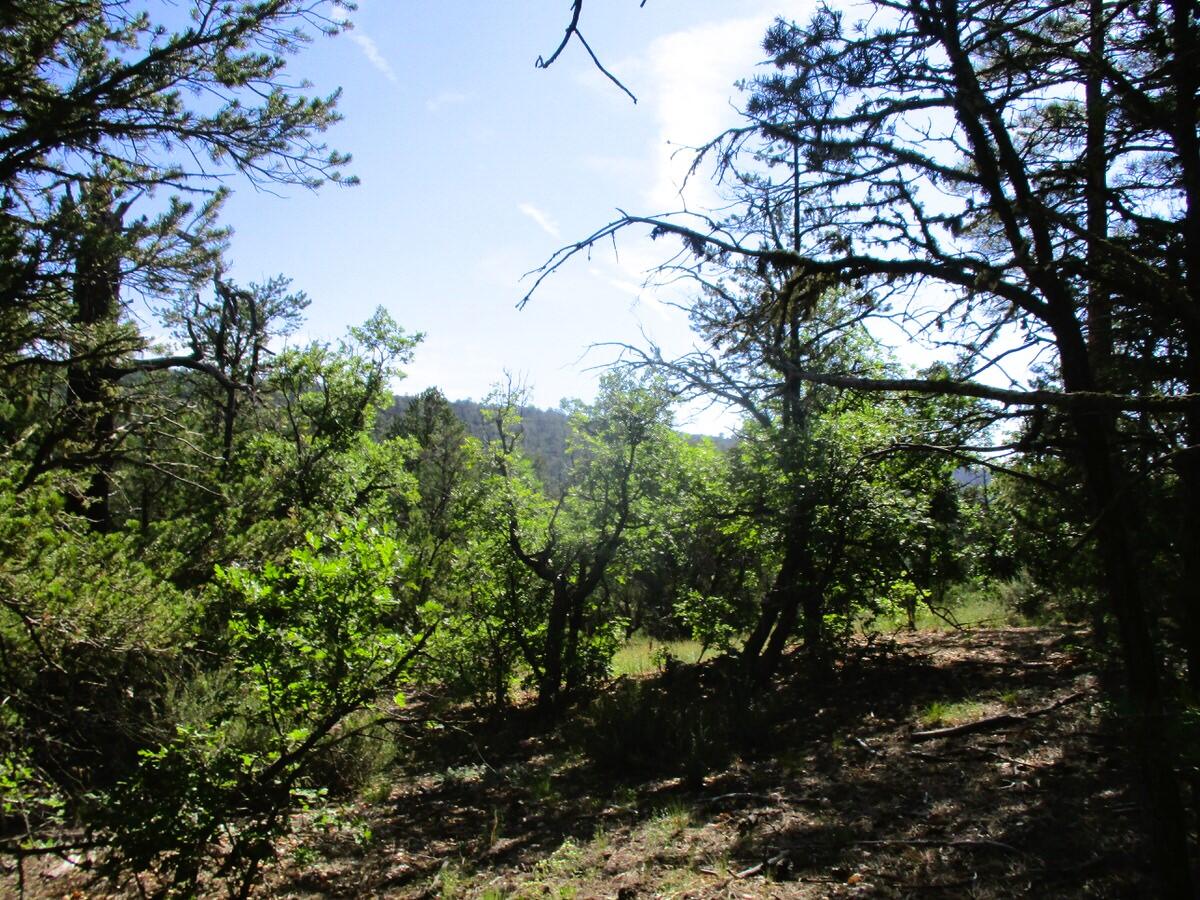 Photo 17 — Lots 5 & 6 Black Bear Road