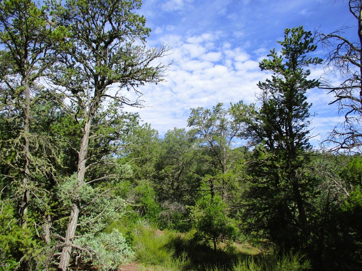 Photo 16 — Lots 5 & 6 Black Bear Road