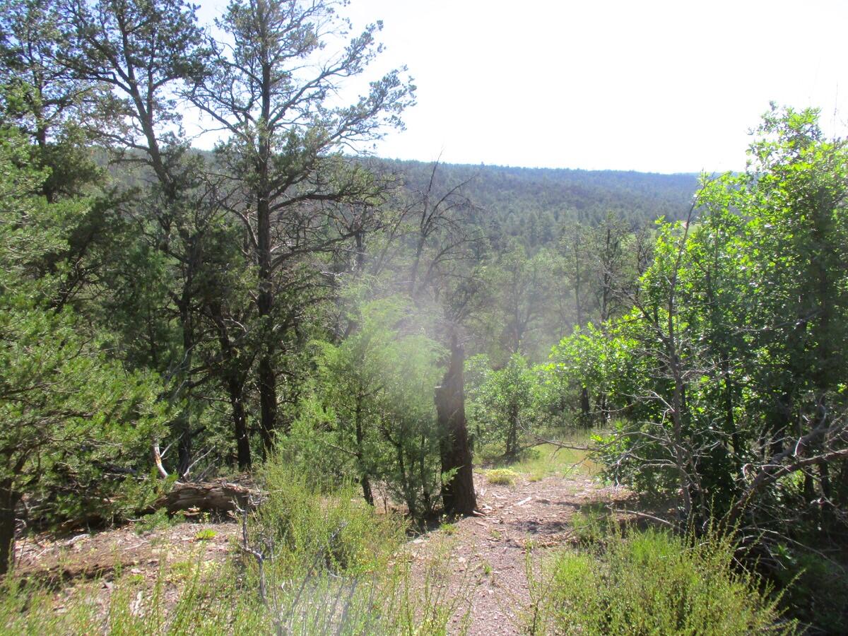 Photo 15 — Lots 5 & 6 Black Bear Road