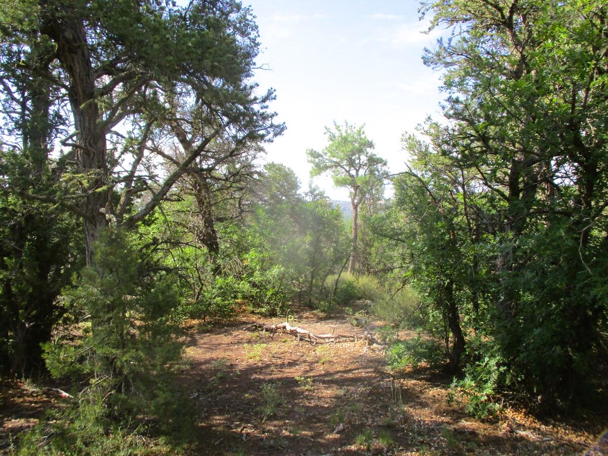 Photo 10 — Lots 5 & 6 Black Bear Road