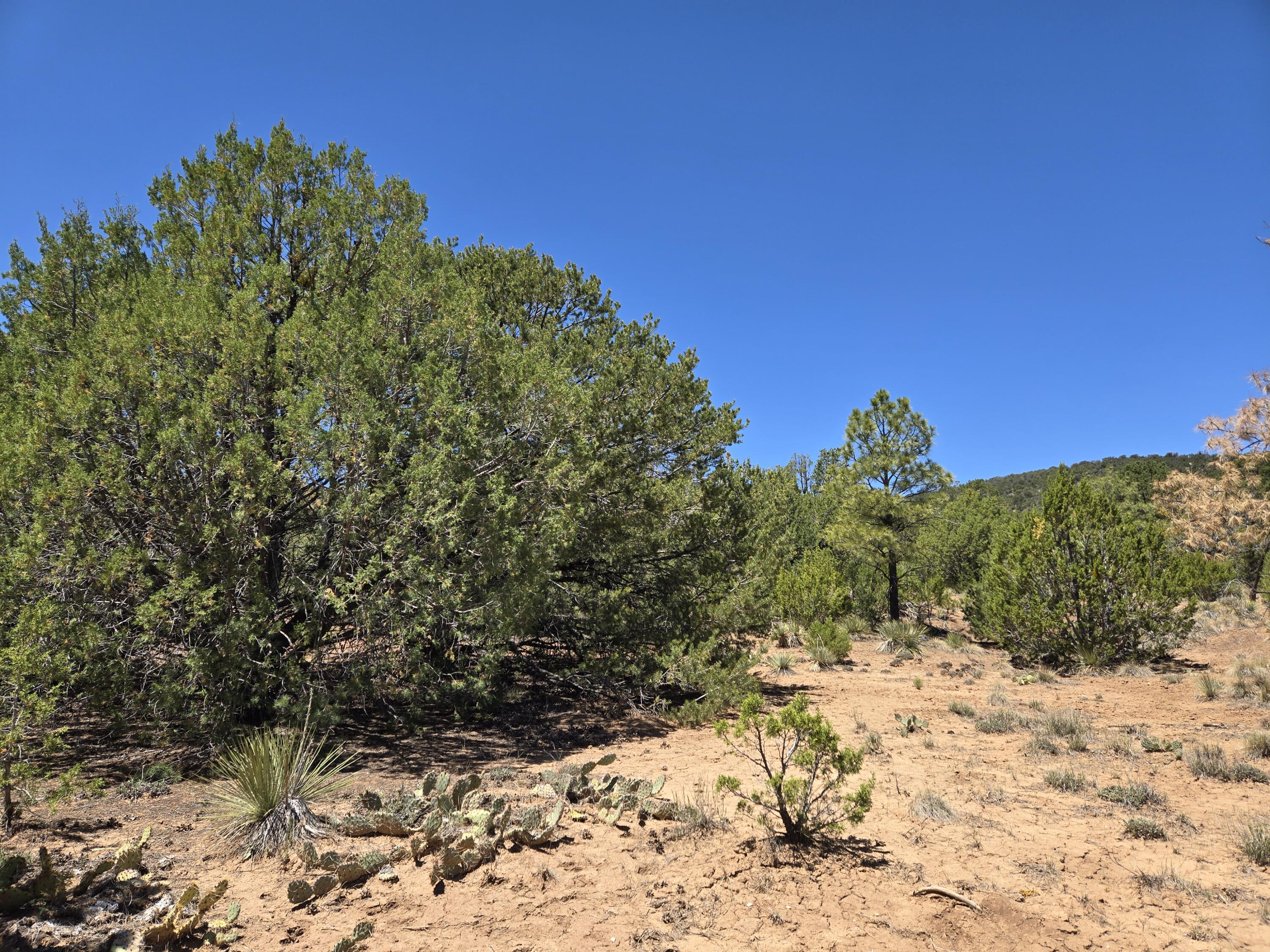 Photo 8 — 0 High Sierra