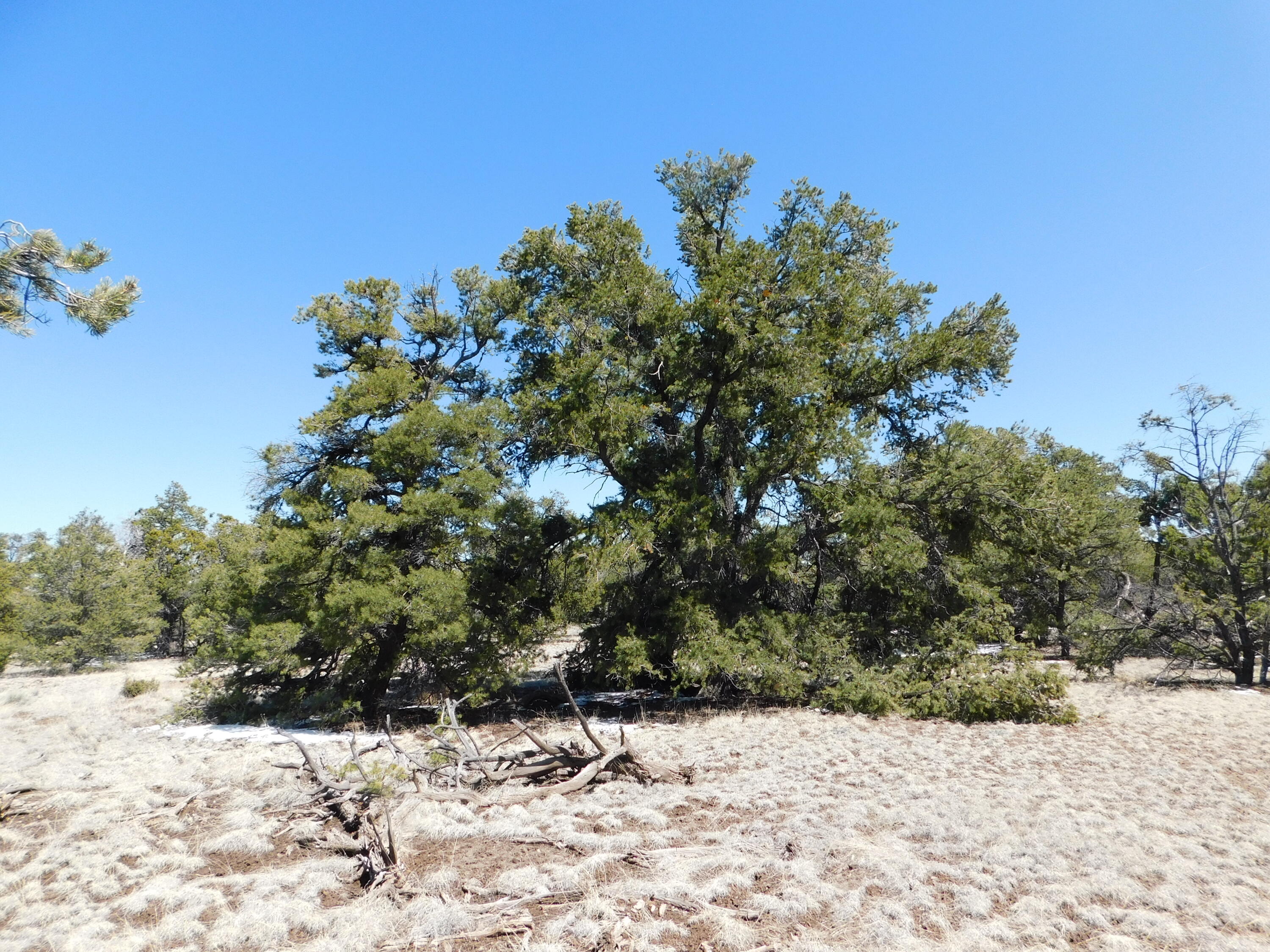 Photo 18 — Lot 26 Spring Canyon Cir