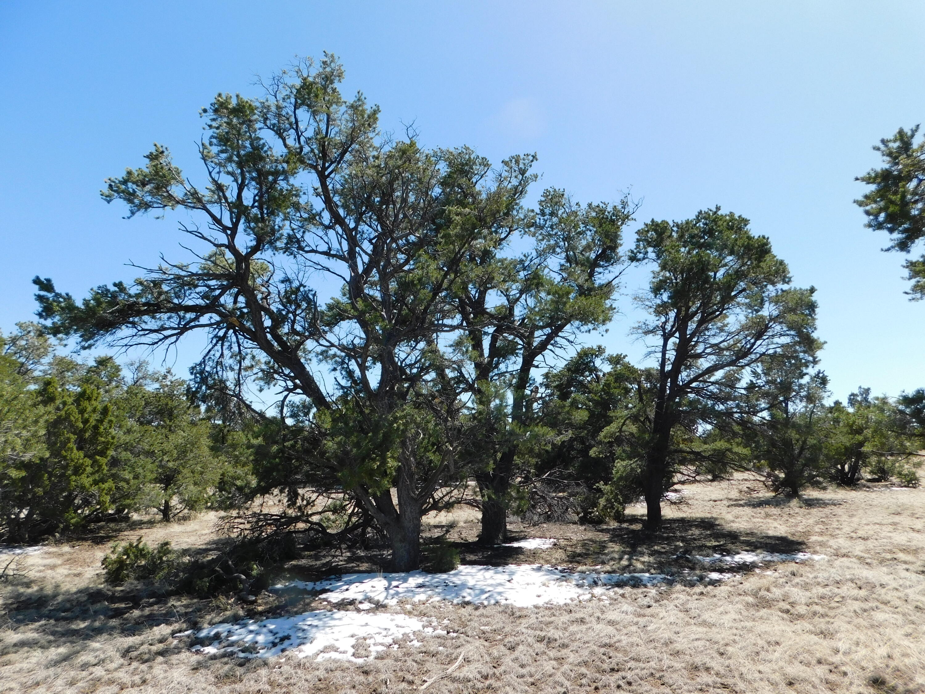 Photo 16 — Lot 26 Spring Canyon Cir