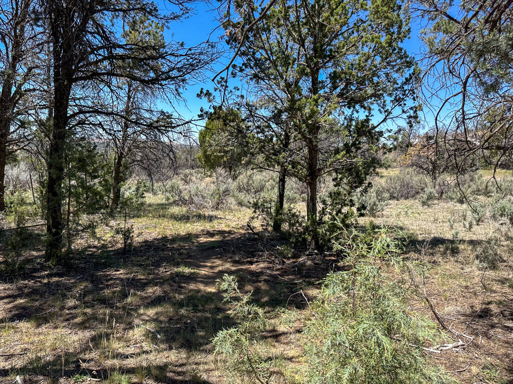 Photo 19 — 15 Jaquez Road