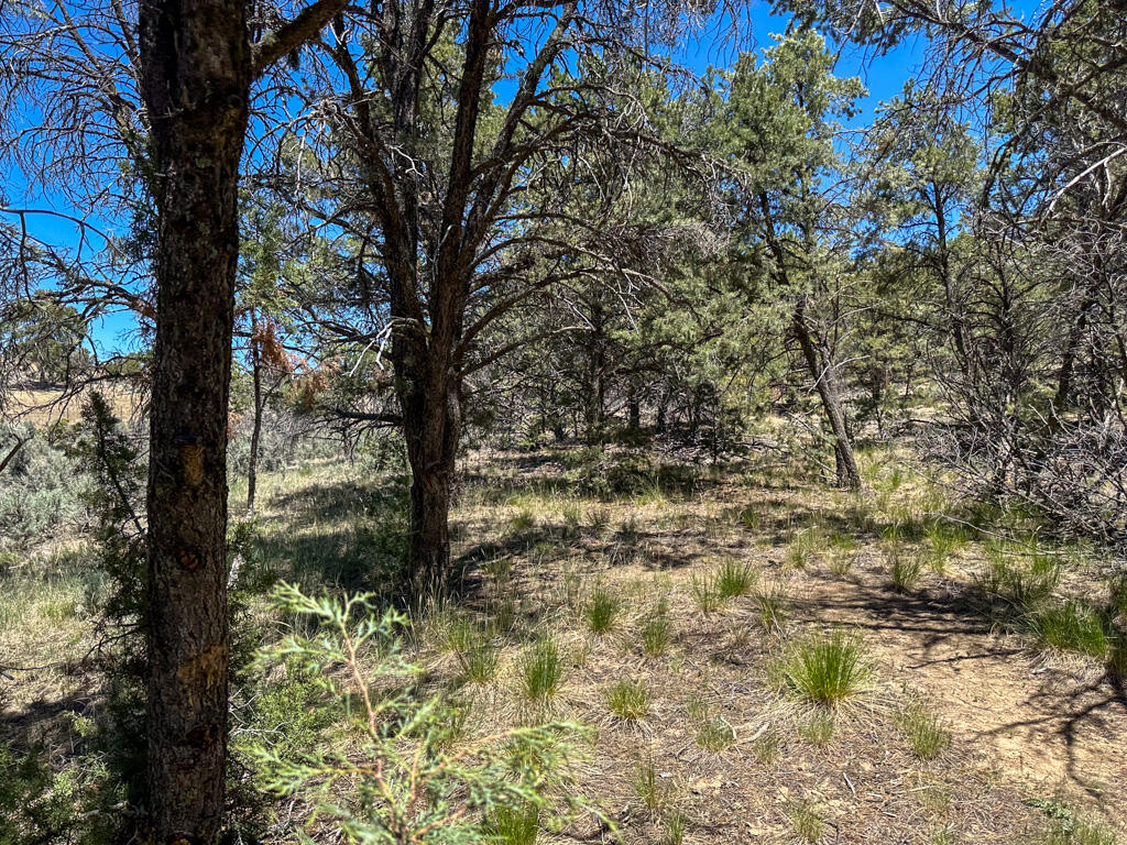 Photo 18 — 15 Jaquez Road