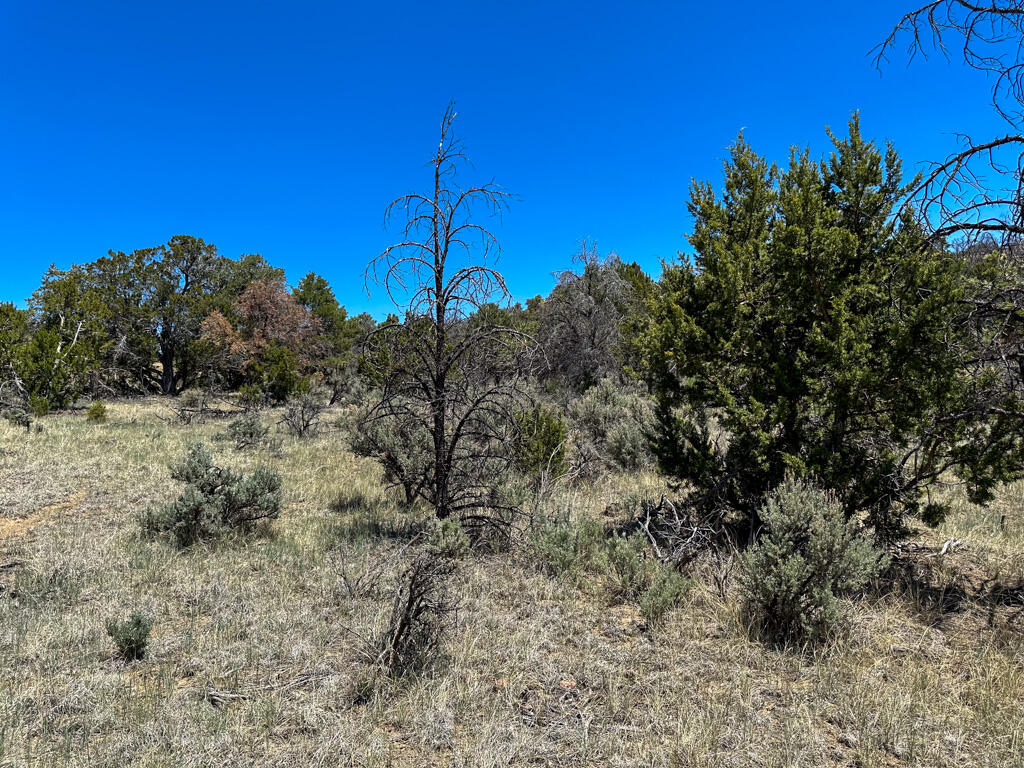 Photo 12 — 15 Jaquez Road