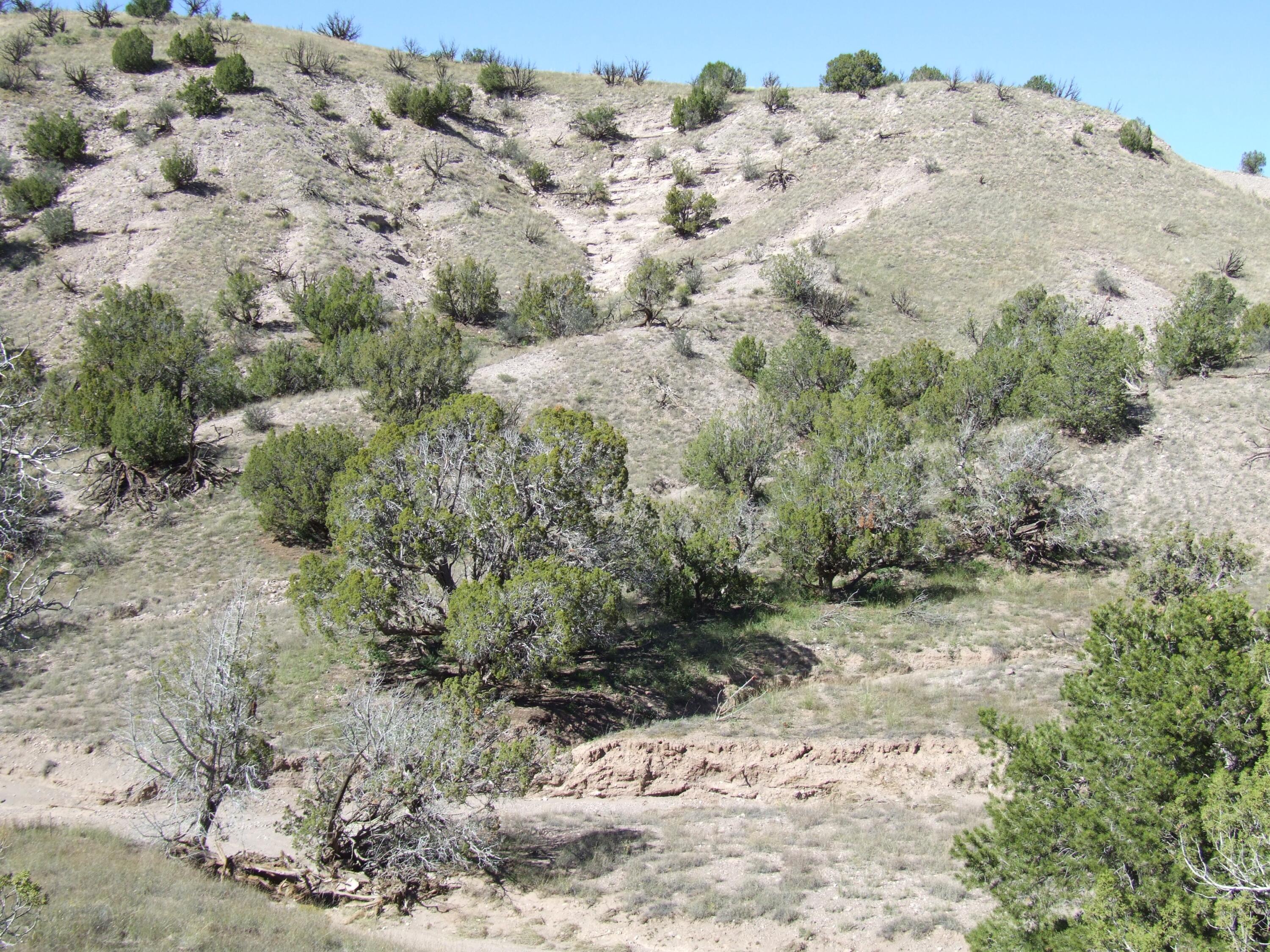Photo 13 —  Abbe Springs Ranches Lot 115