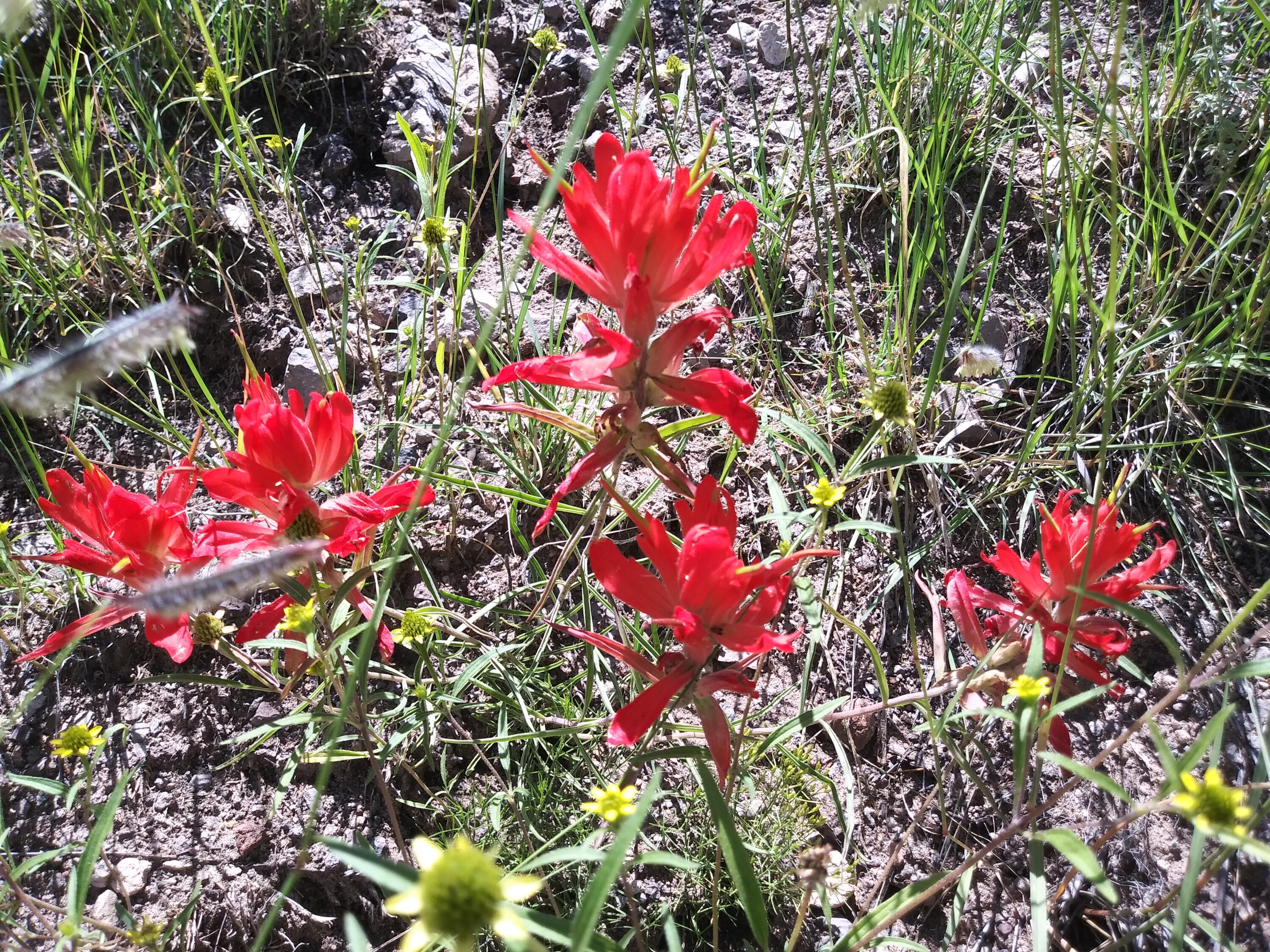 Photo 11 —  Abbe Springs Ranches Lot 115