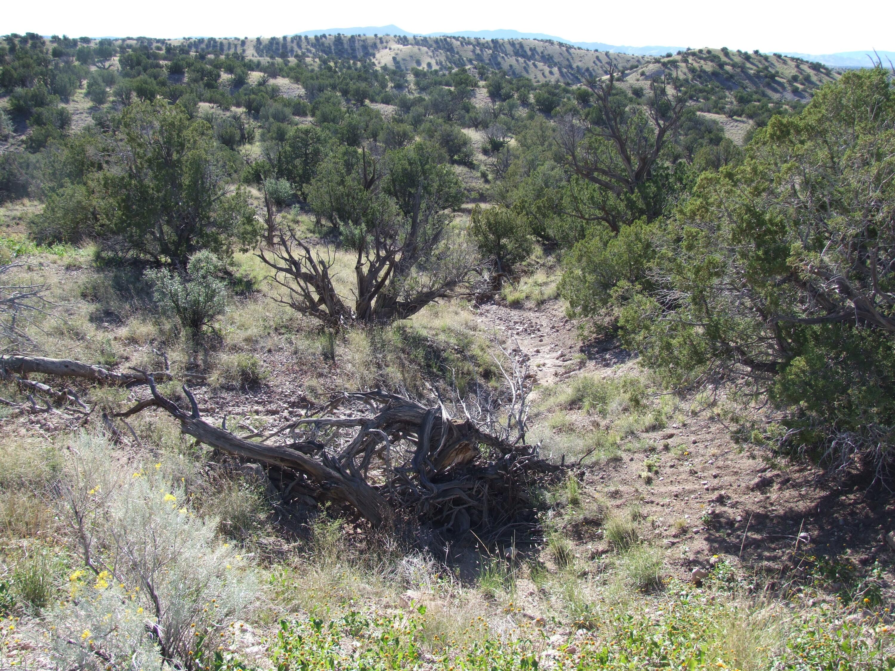 Photo 7 —  Abbe Springs Ranches Lot 115
