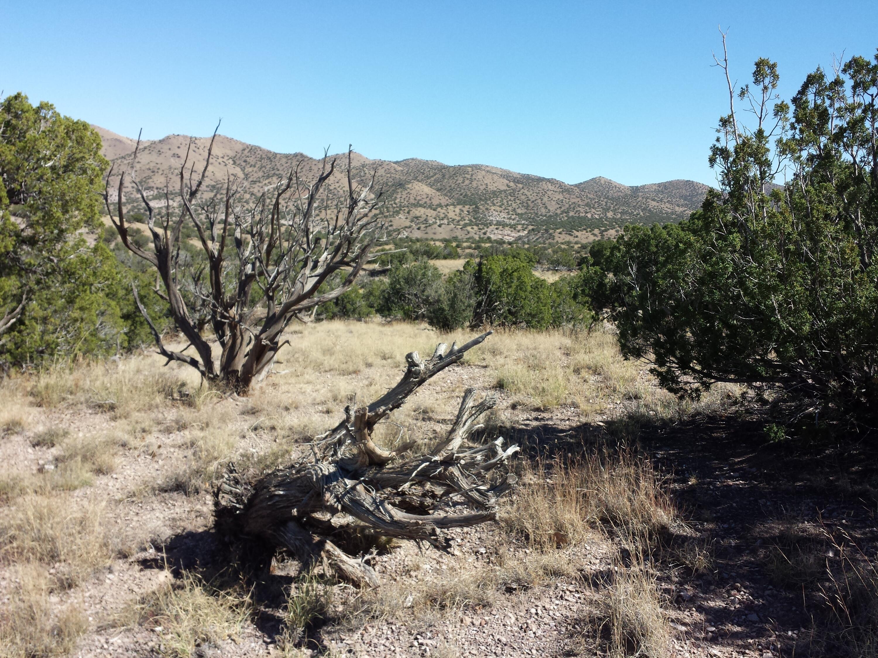 Photo 15 —  Abbe Springs Ranches Lot 115
