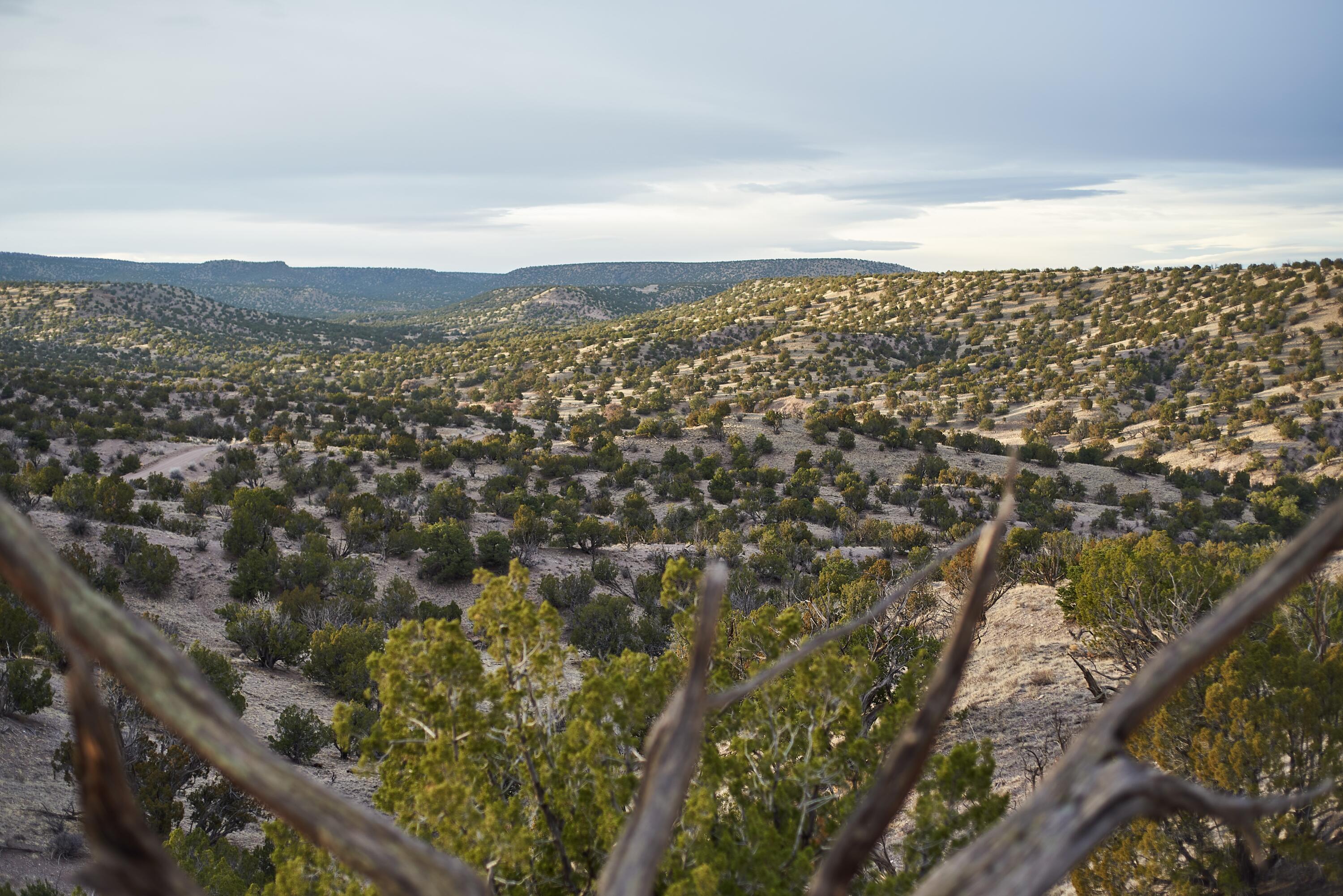 Photo 14 —  Abbe Springs Ranches Lot 115