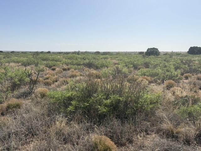 Lot 48 State Road 203, , NM 88119