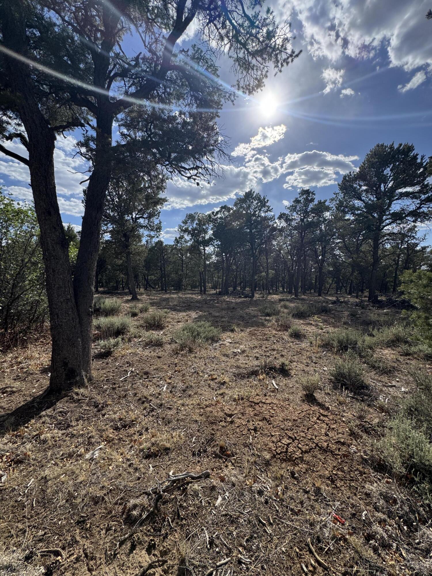 Photo 4 —  Nararjo Creek Road