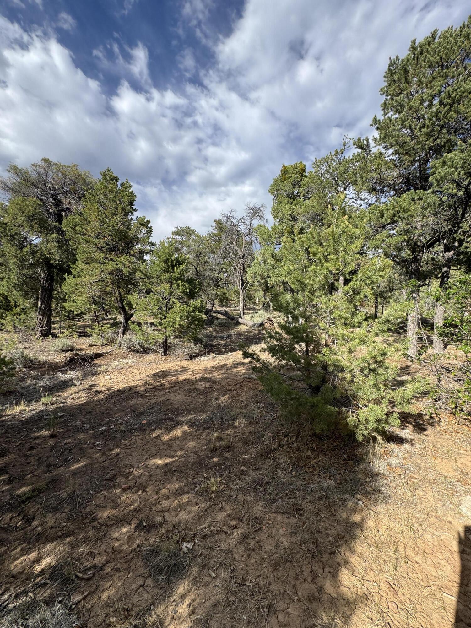 Photo 6 —  Nararjo Creek Road