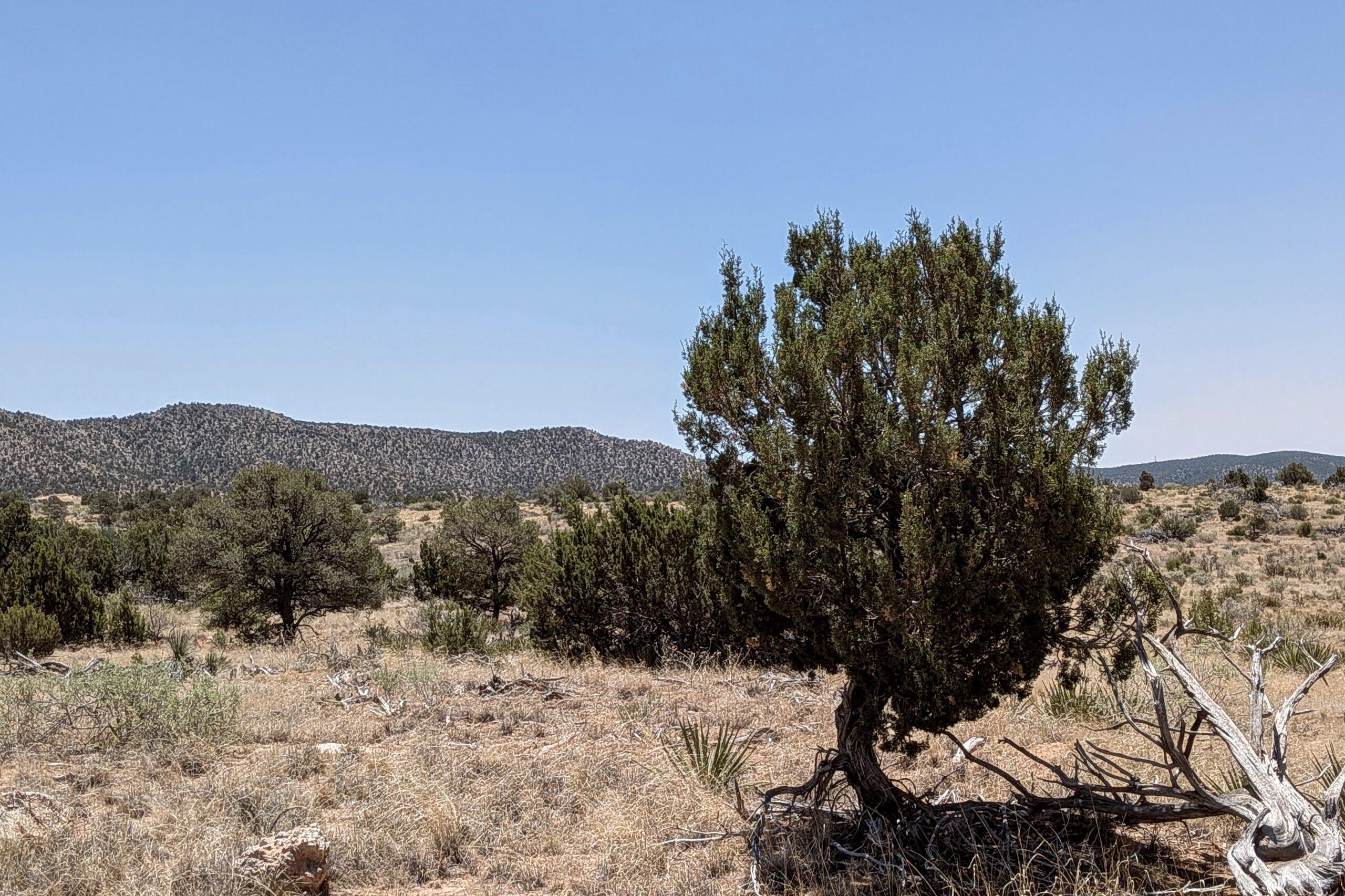 Photo 7 — 15 Nana Trail