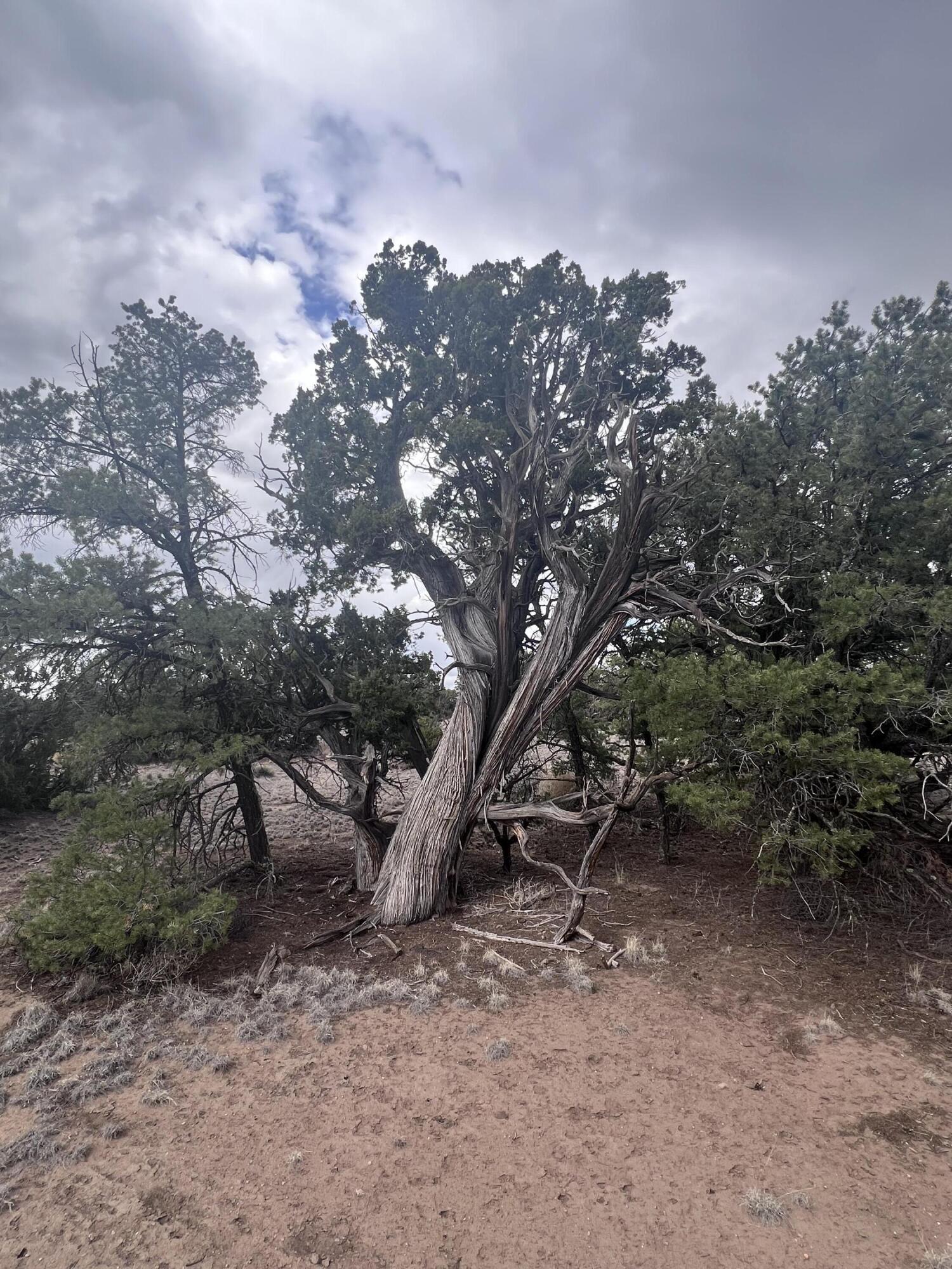 Photo 19 — LOT 217 SQUAW PASS