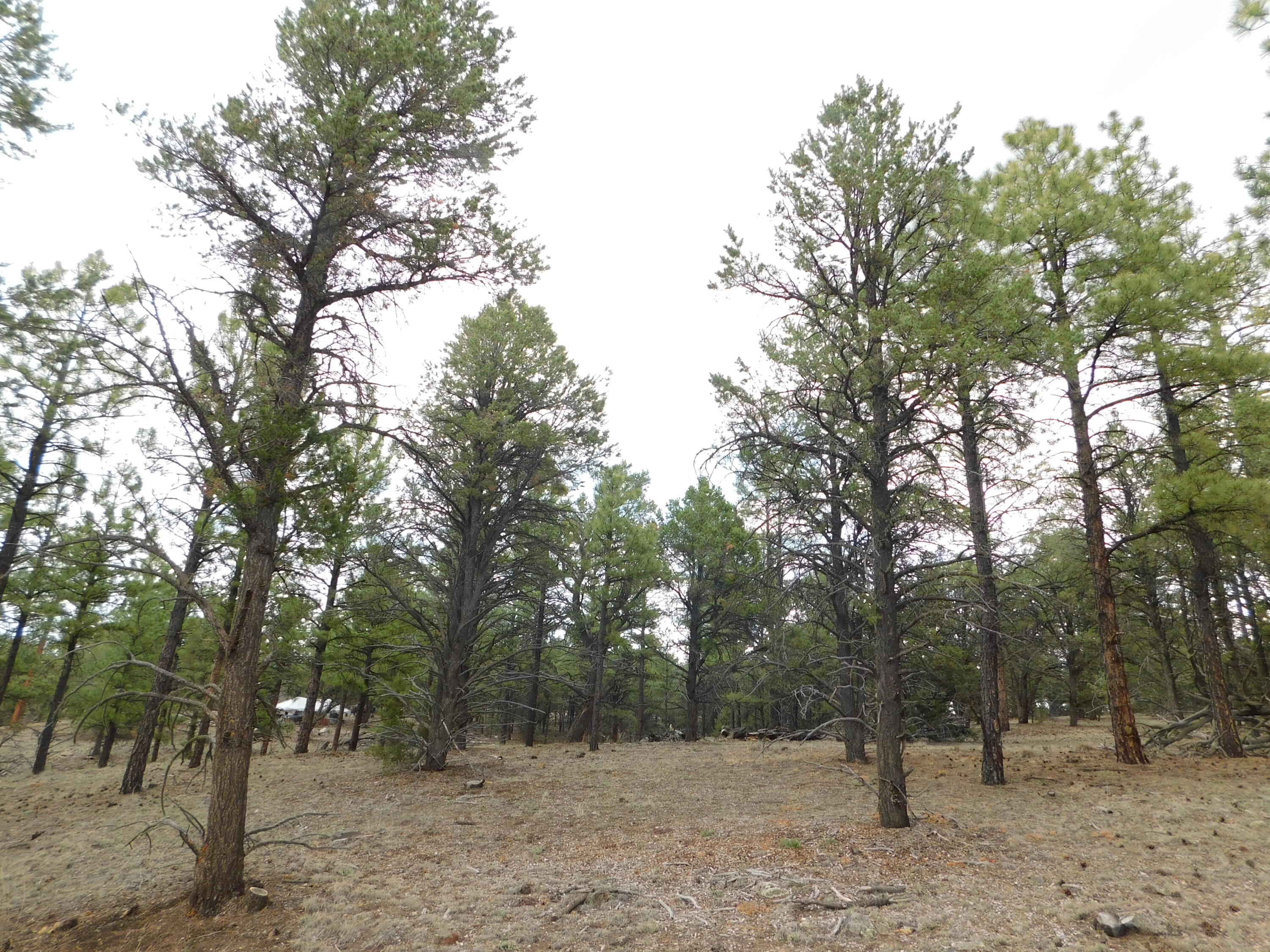 S2 LEON DR, Quemado, NM