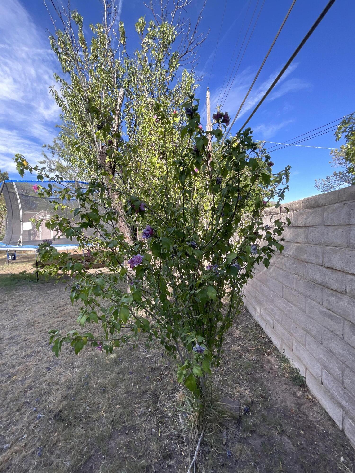 Photo 16 — 3608 General Patch Street NE
