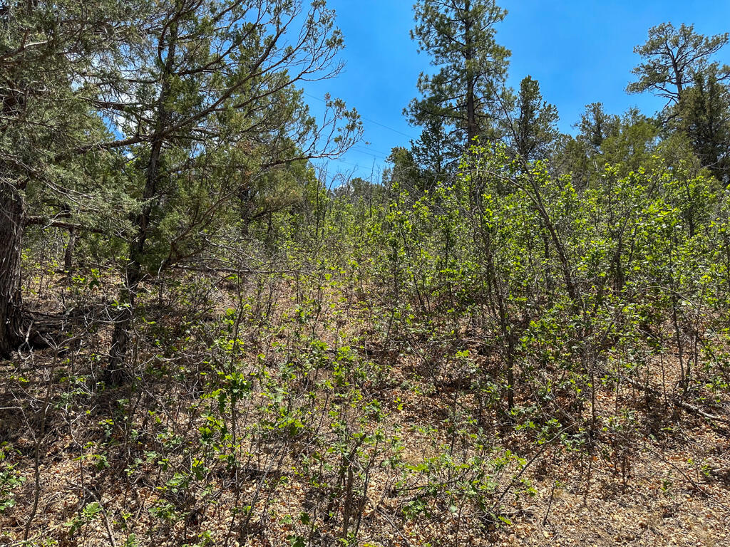 Photo 13 — 1050 State Highway 96
