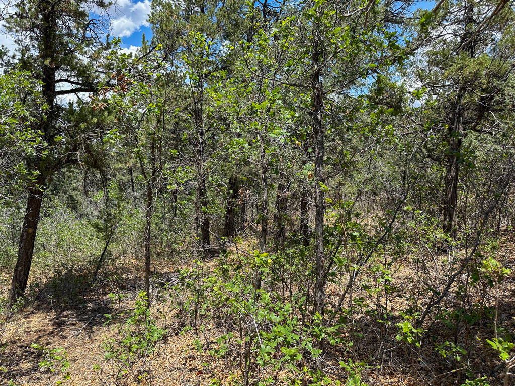 Photo 12 — 1050 State Highway 96
