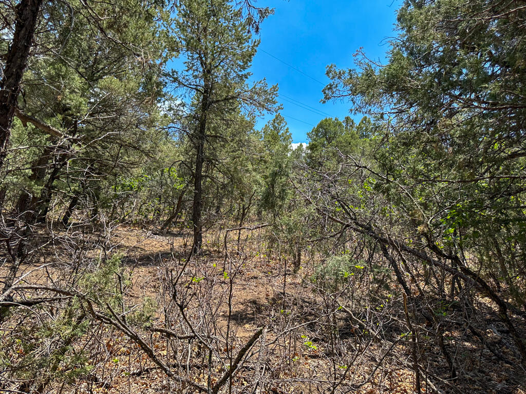 Photo 11 — 1050 State Highway 96