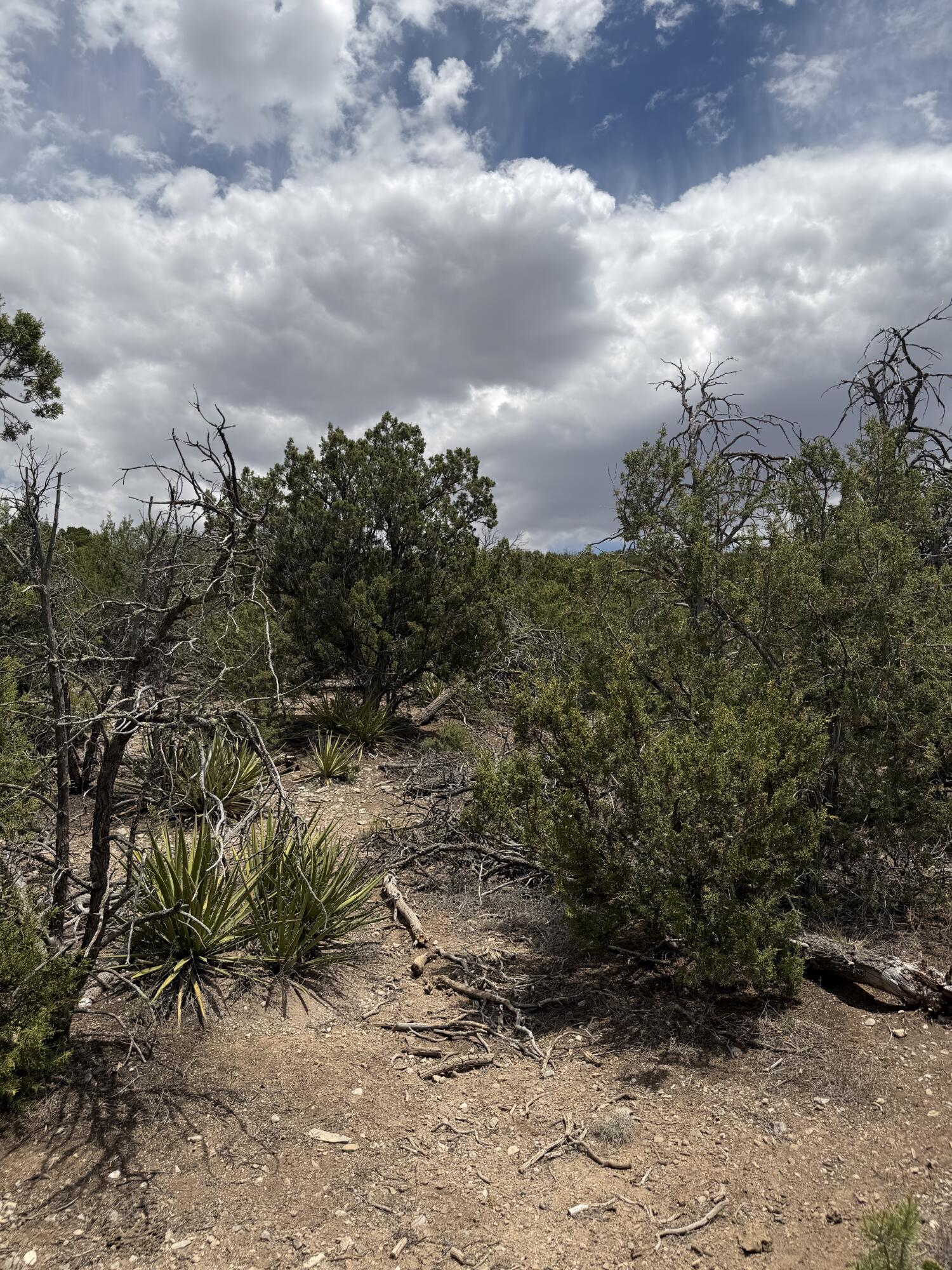 Photo 19 — 0 County Line Road