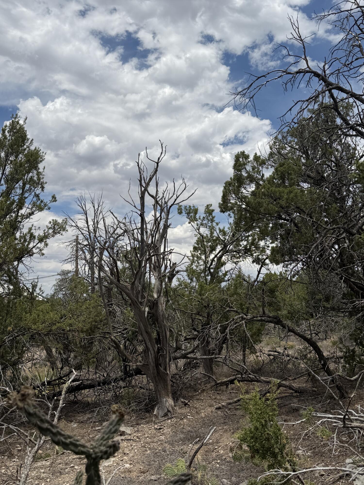 Photo 16 — 0 County Line Road