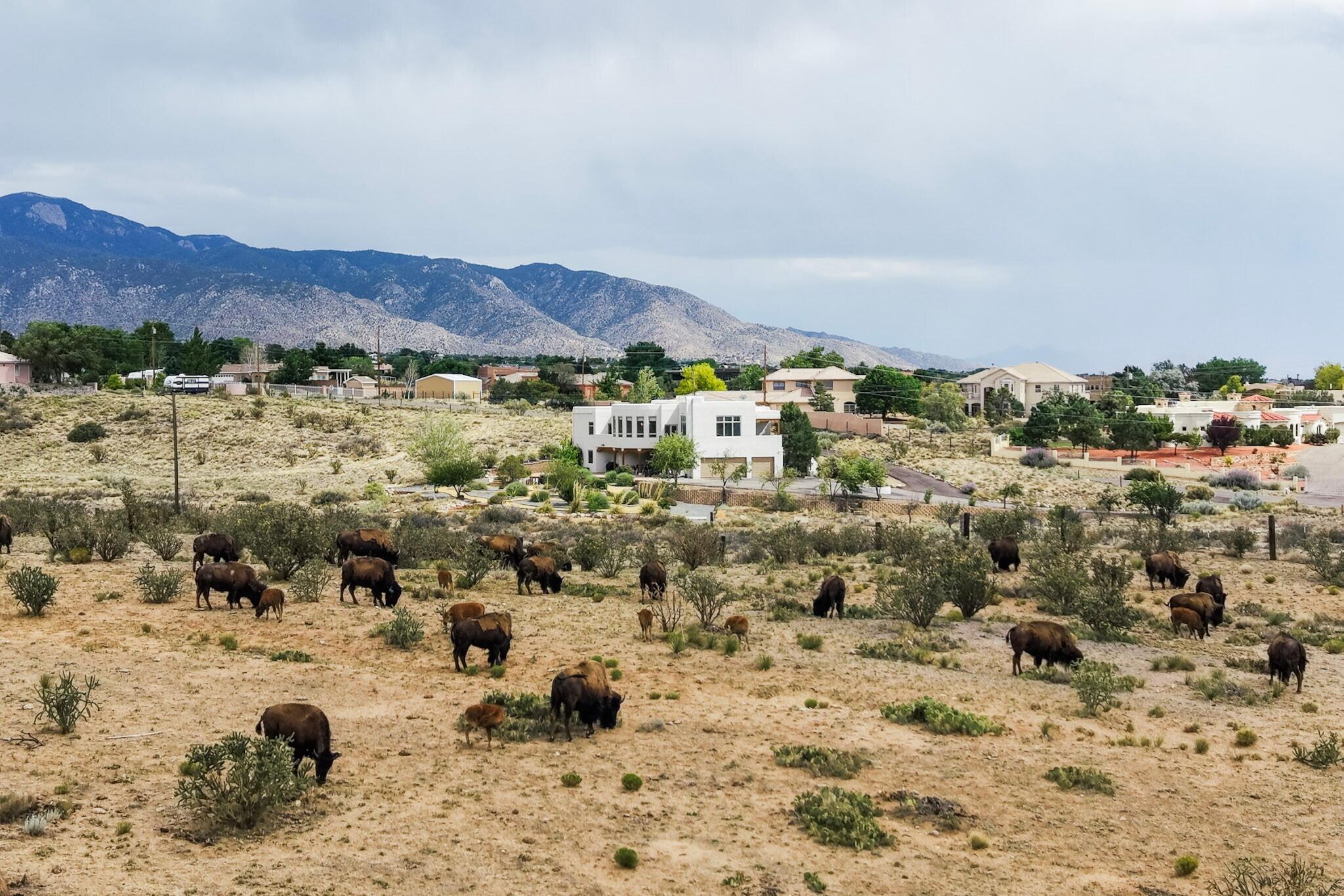 Photo 4 — 10901 Elena Drive NE