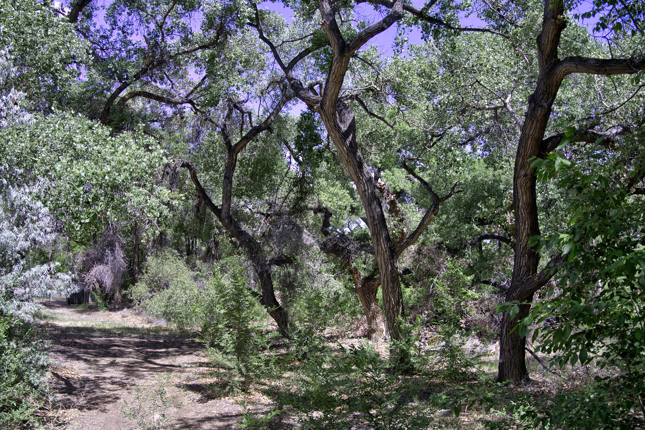 Photo 17 —  Bosque Oculto Lot B1-A