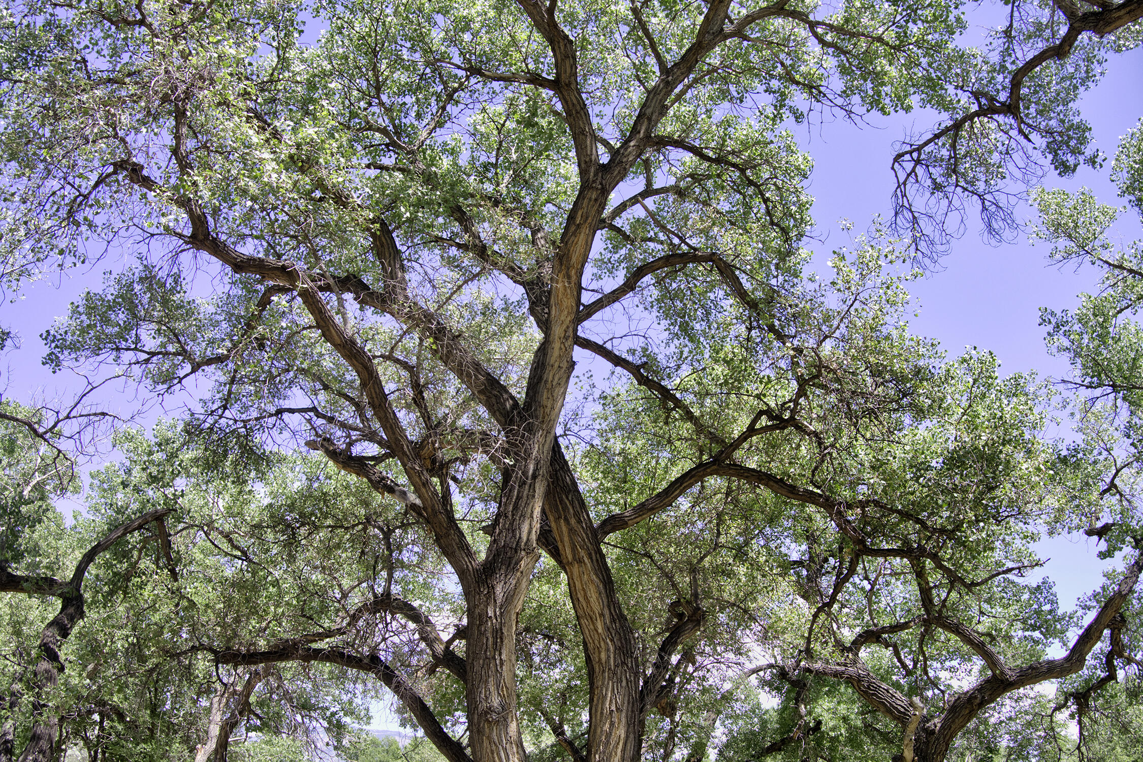 Photo 14 —  Bosque Oculto Lot B1-A
