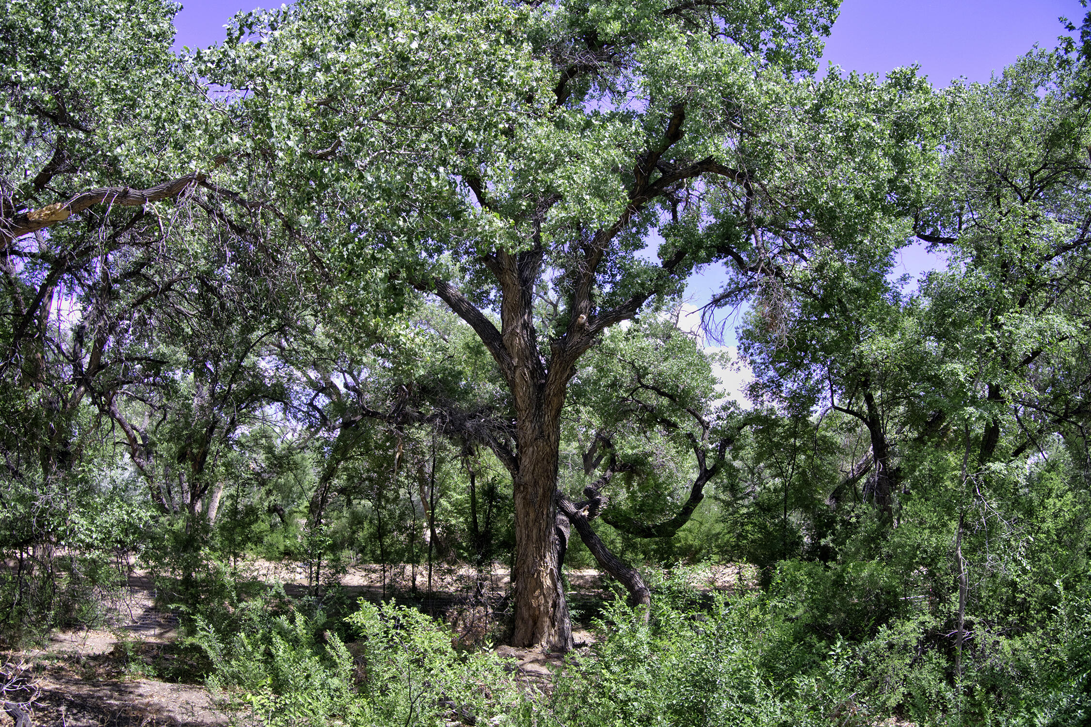 Photo 15 —  Bosque Oculto Lot B1-B
