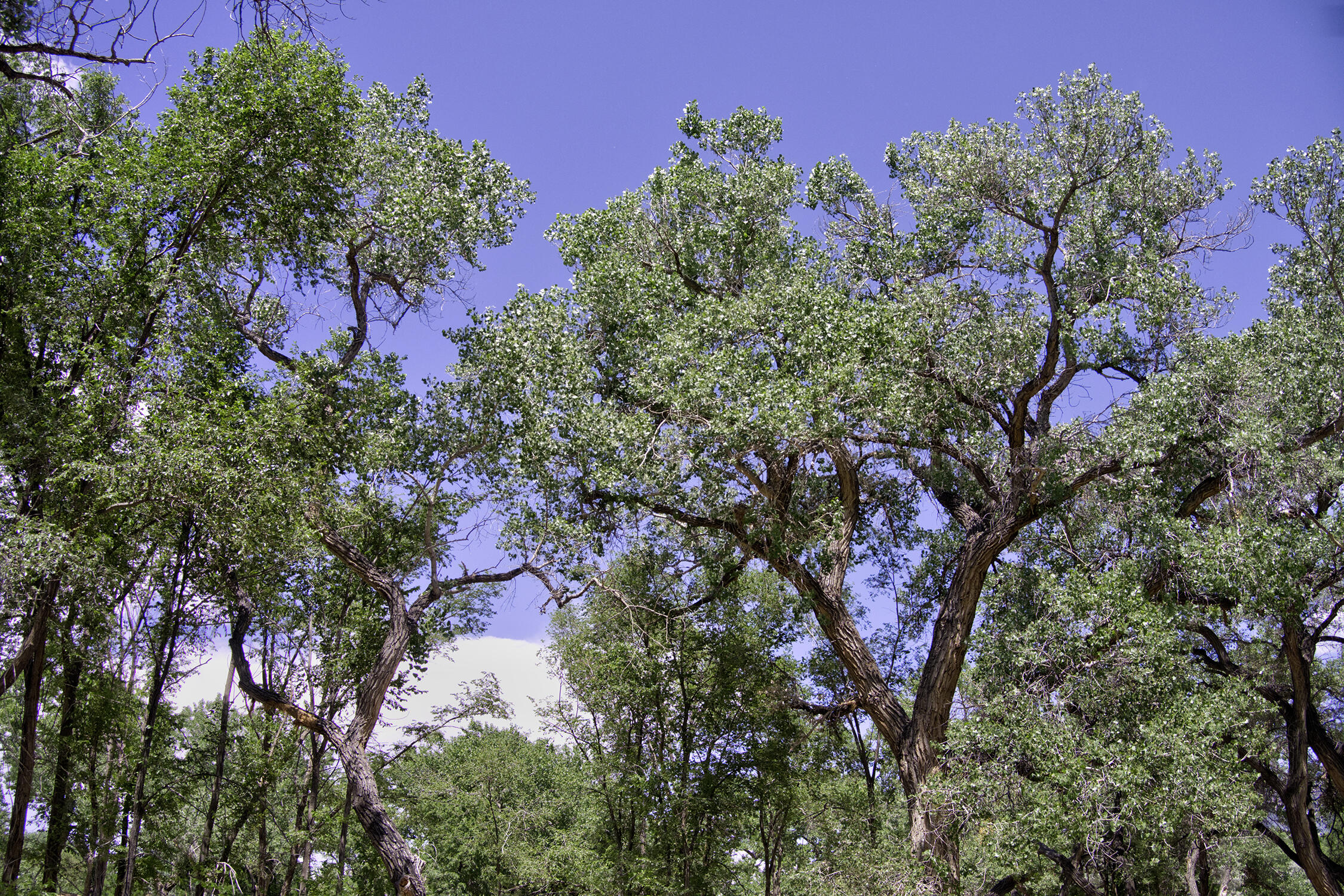 Photo 14 —  Bosque Oculto Lot B1-B