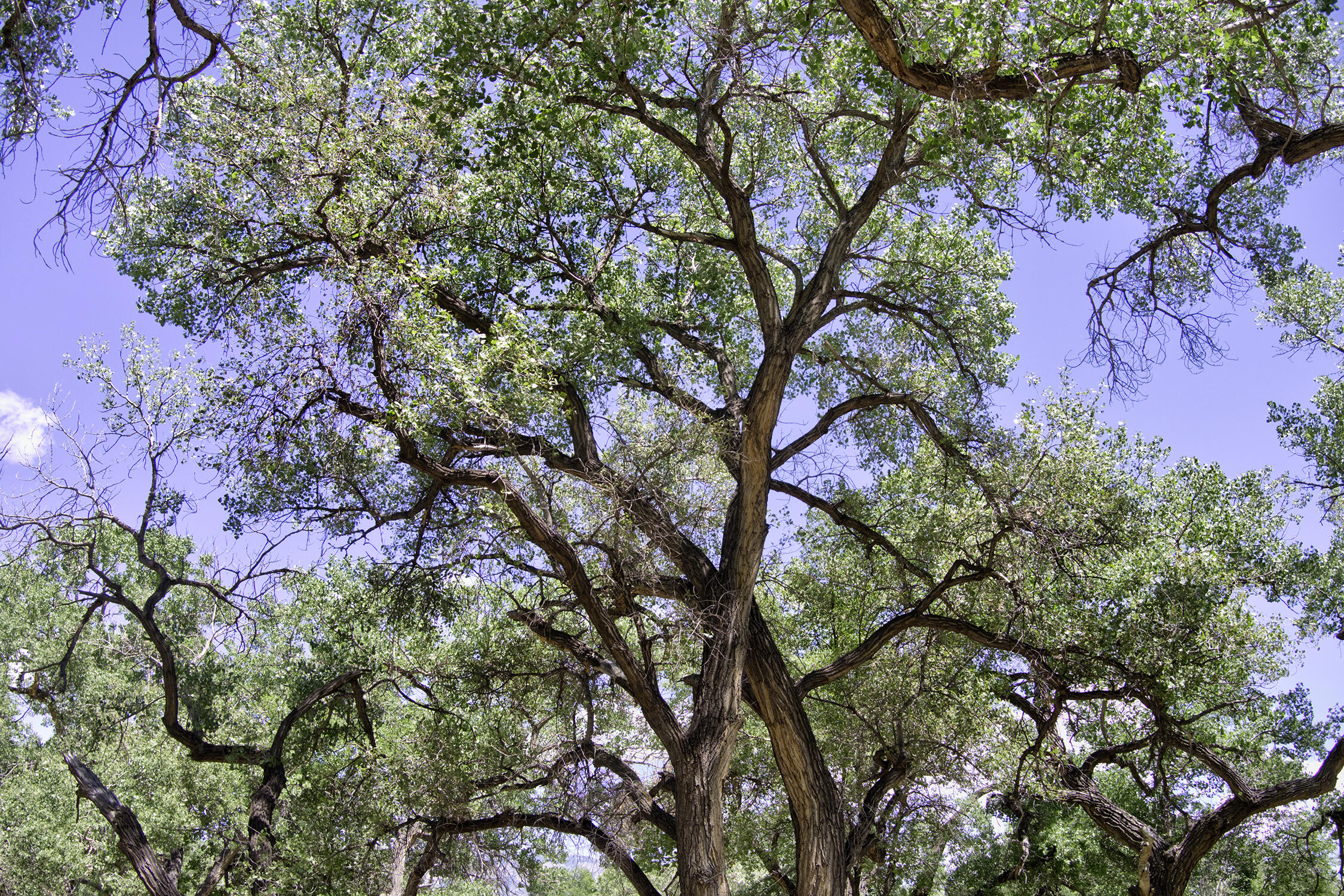 Photo 13 —  Bosque Oculto Lot B1-B
