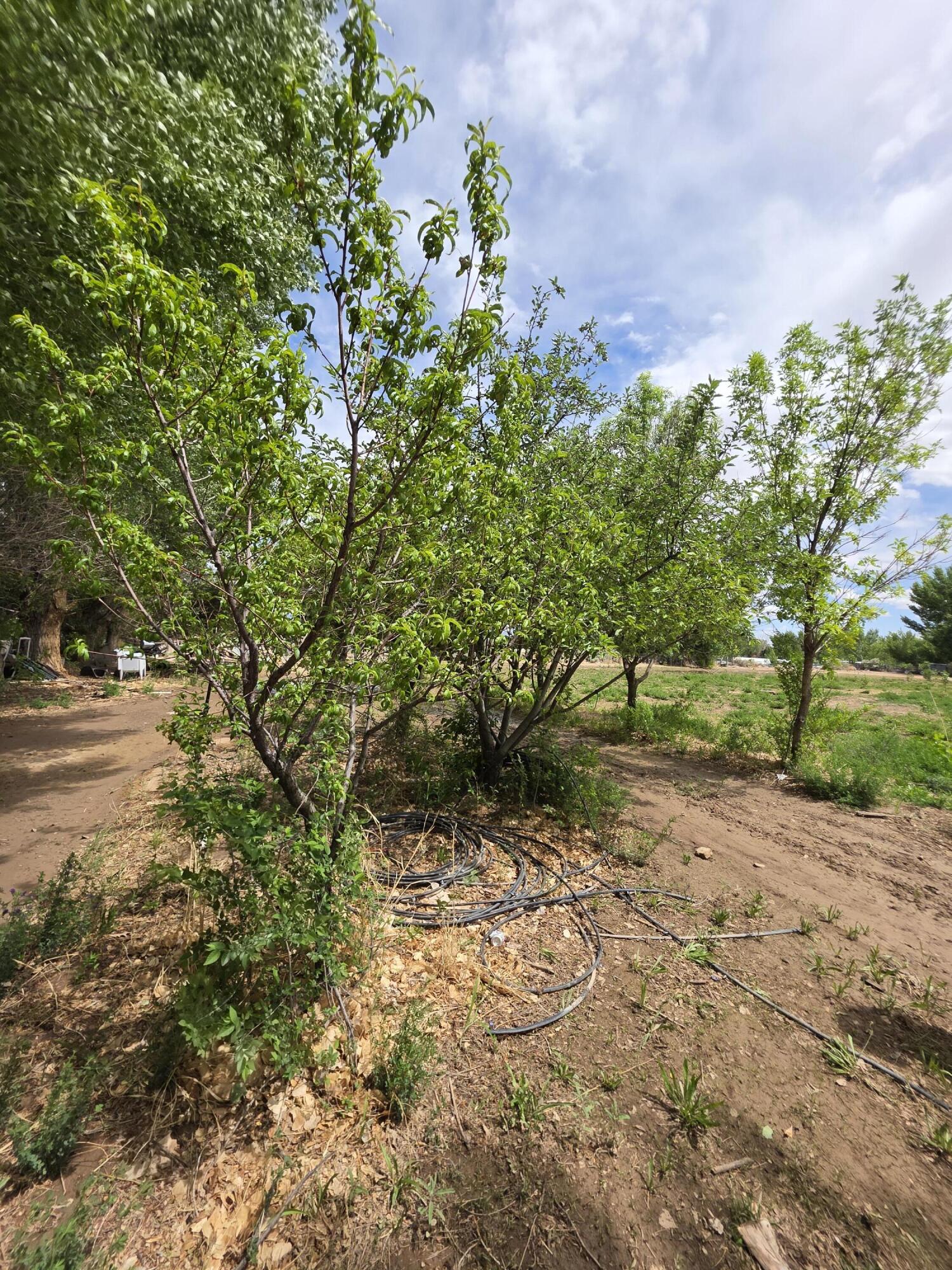 Photo 4 — 52 Ladera Road
