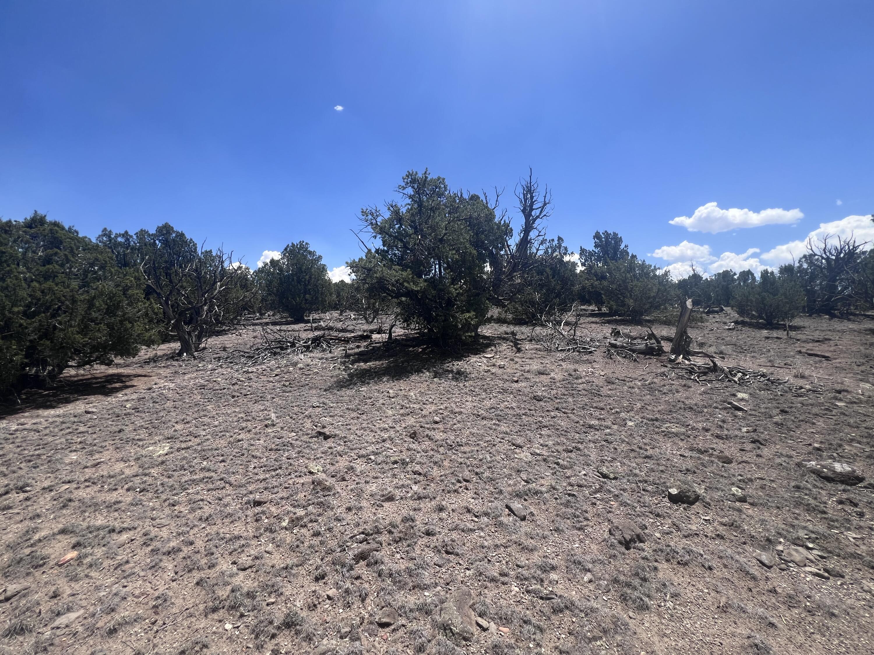 Photo 3 —  OMEGA Road LOT 24