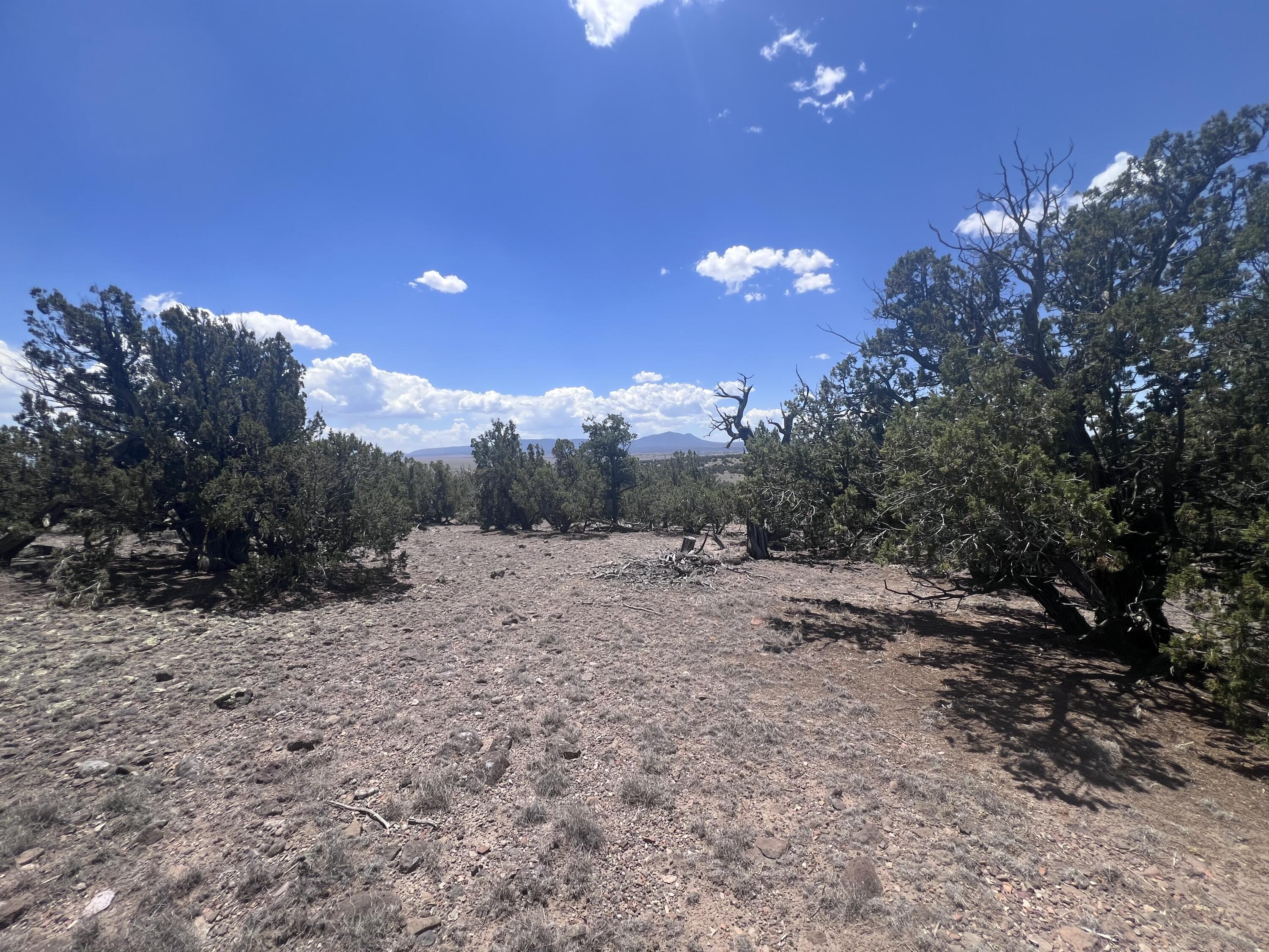 Photo 6 —  OMEGA Road LOT 24